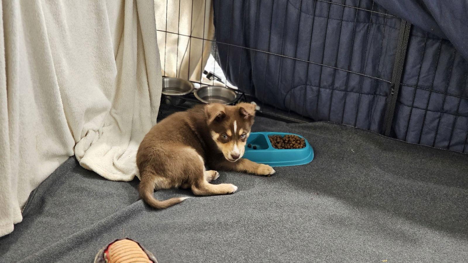 Koda, Adopted, Puppy Female Husky.