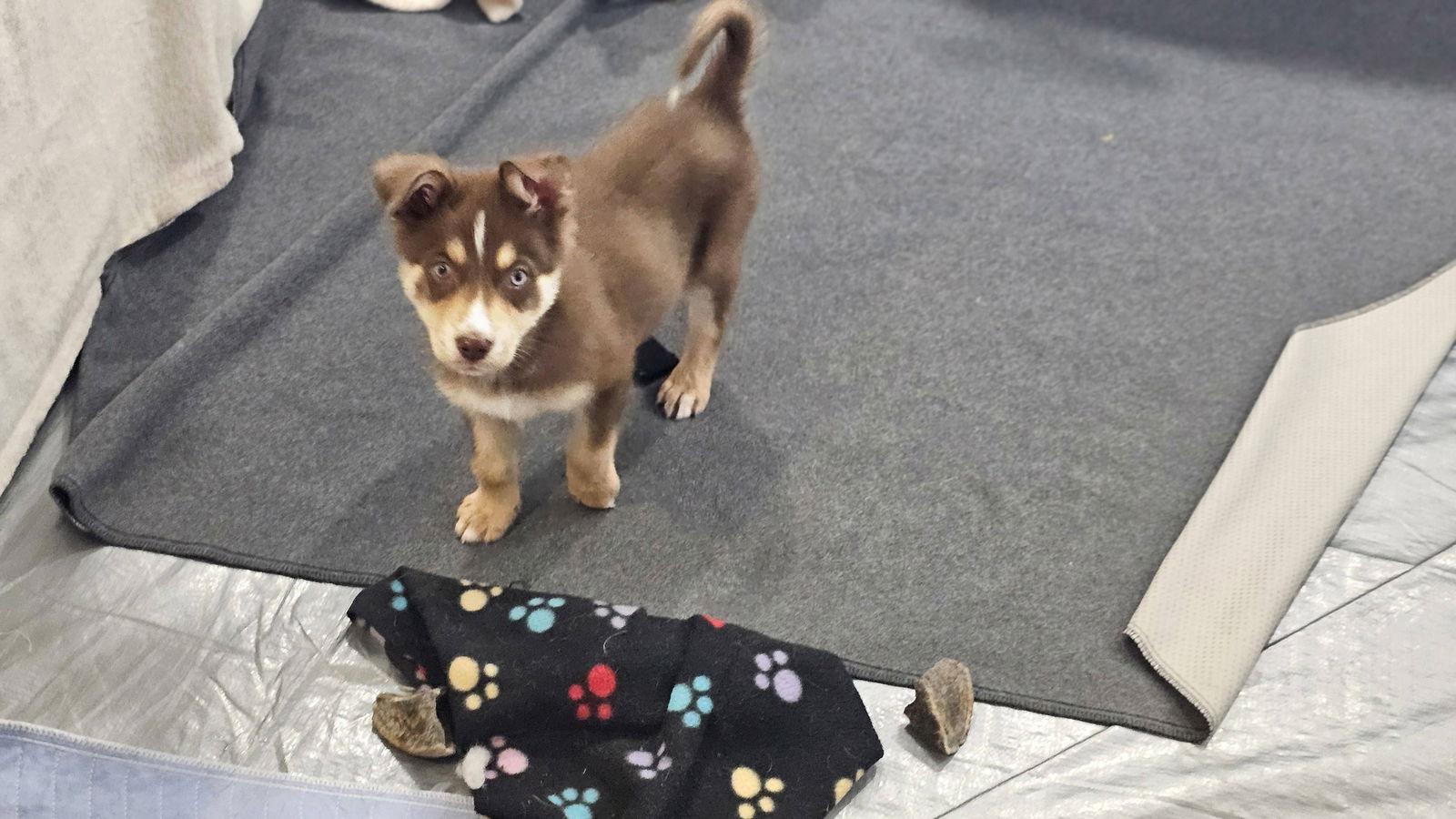 Enlarge Koda, a Adopted Husky in Williamsburg, NM image 3/3