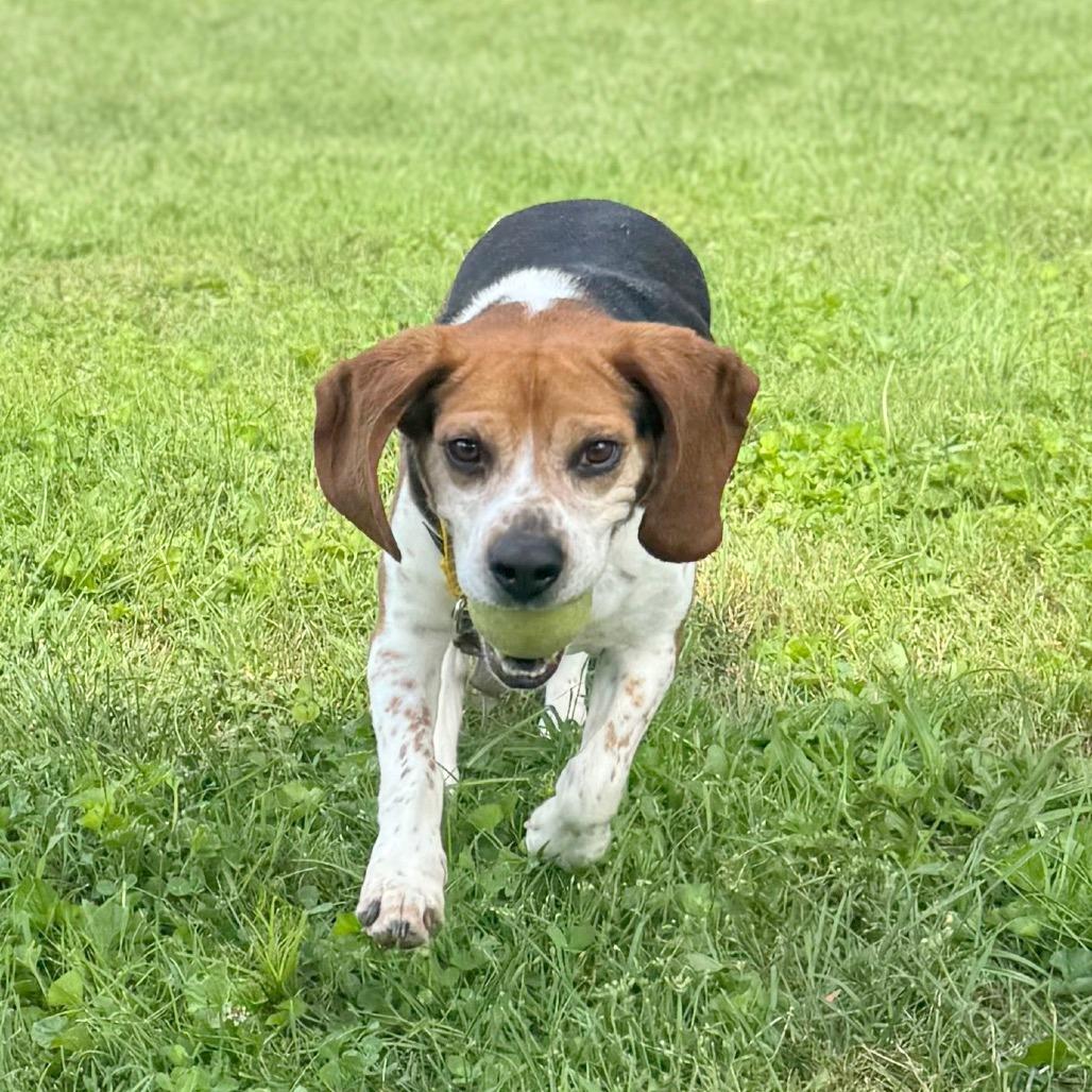 Todd, a Adoptable Mixed Breed in Hendersonville, NC image 4/6