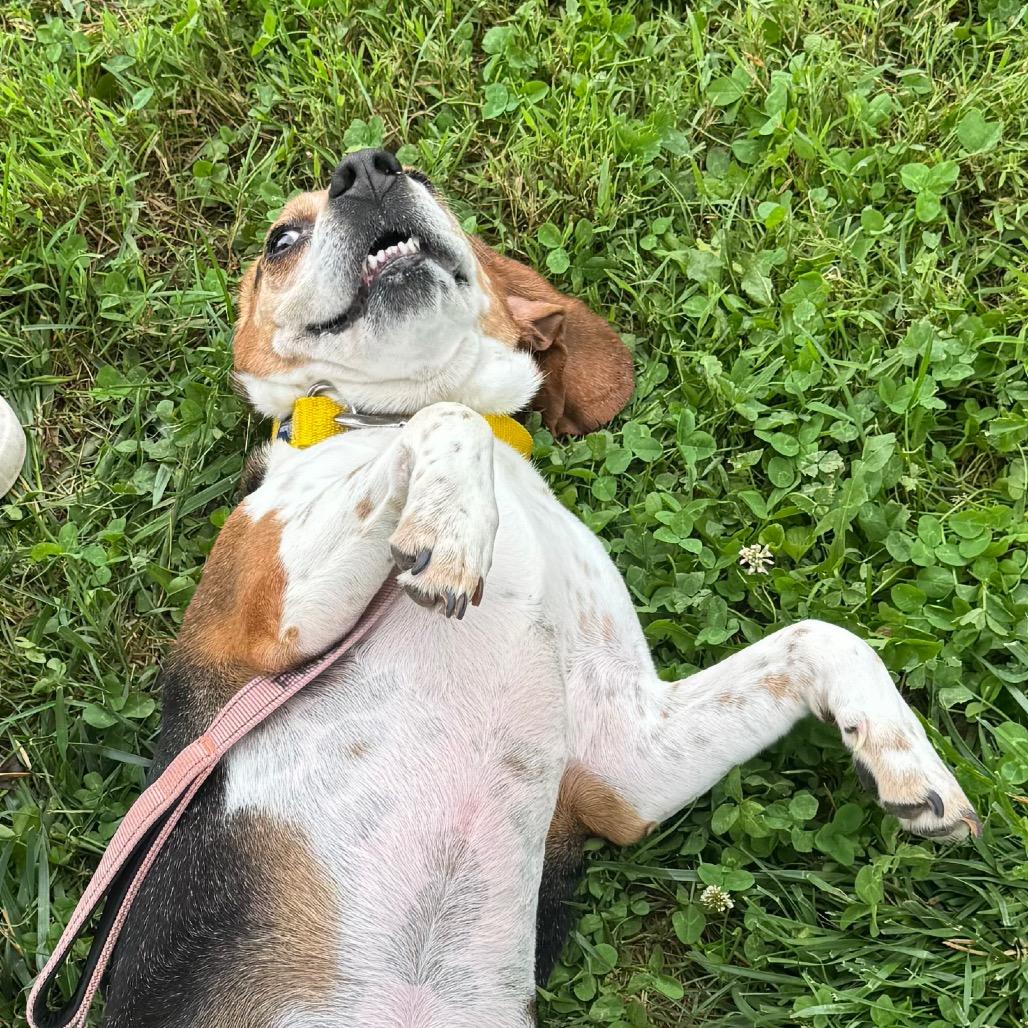 Todd, a Adoptable Mixed Breed in Hendersonville, NC image 5/6