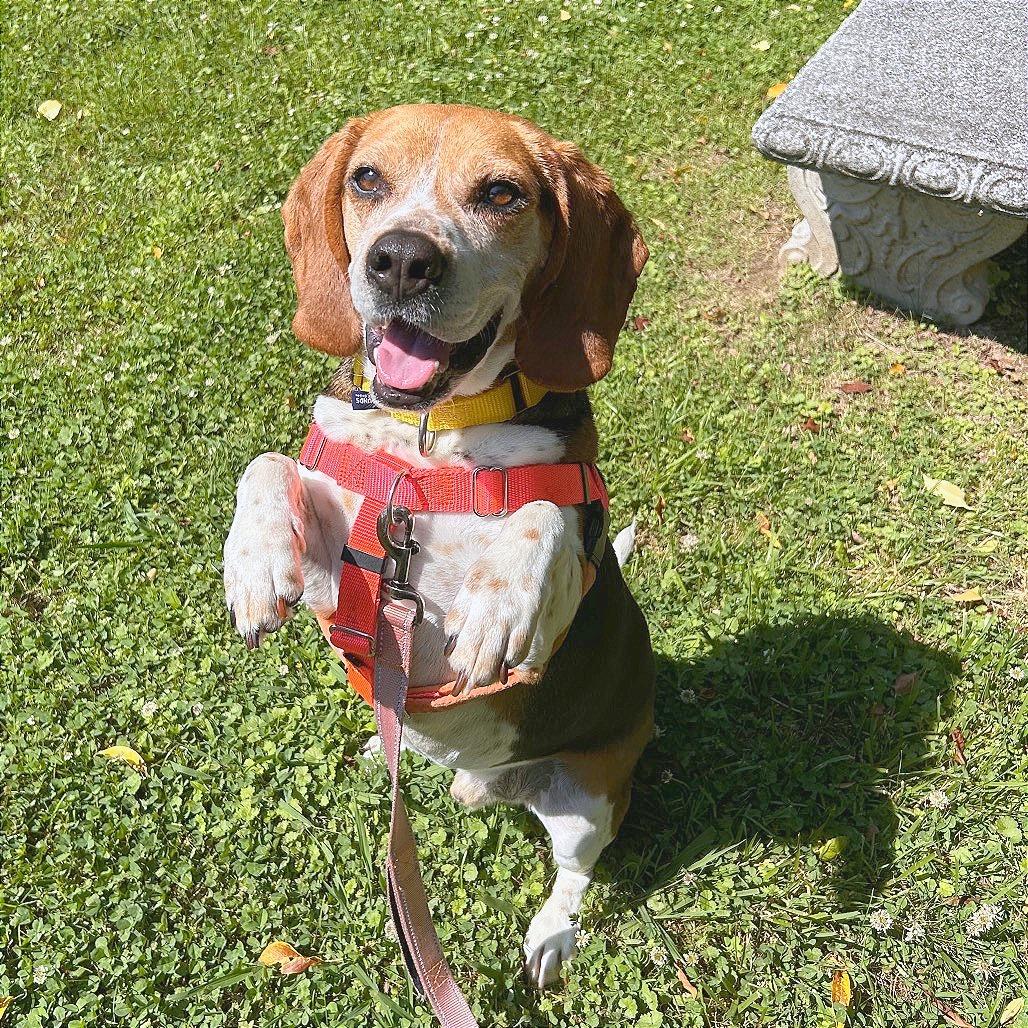 Todd, a Adoptable Mixed Breed in Hendersonville, NC image 6/6