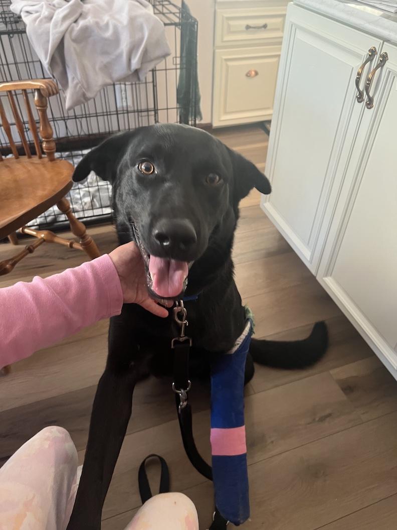 Arthur, a Adoptable Black Labrador Retriever in Medina, OH image 1/4