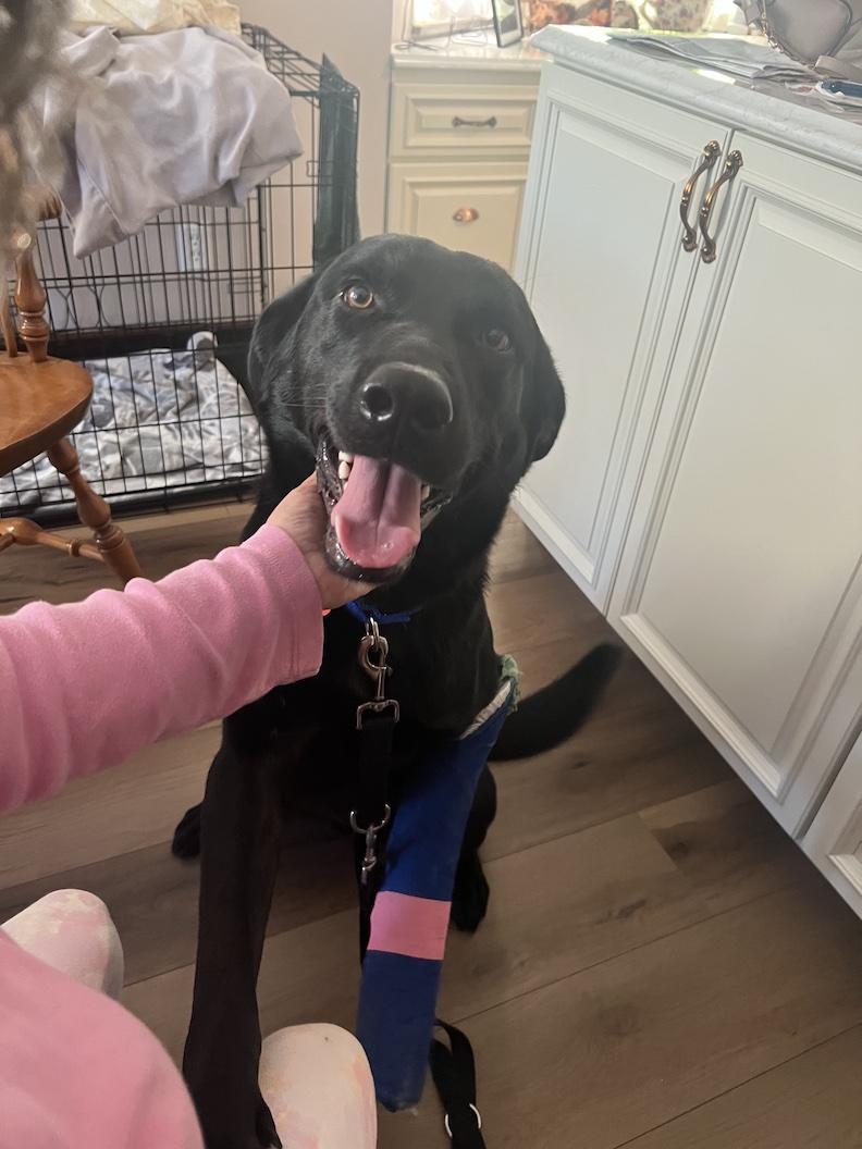 Arthur, a Adoptable Black Labrador Retriever in Medina, OH image 2/4