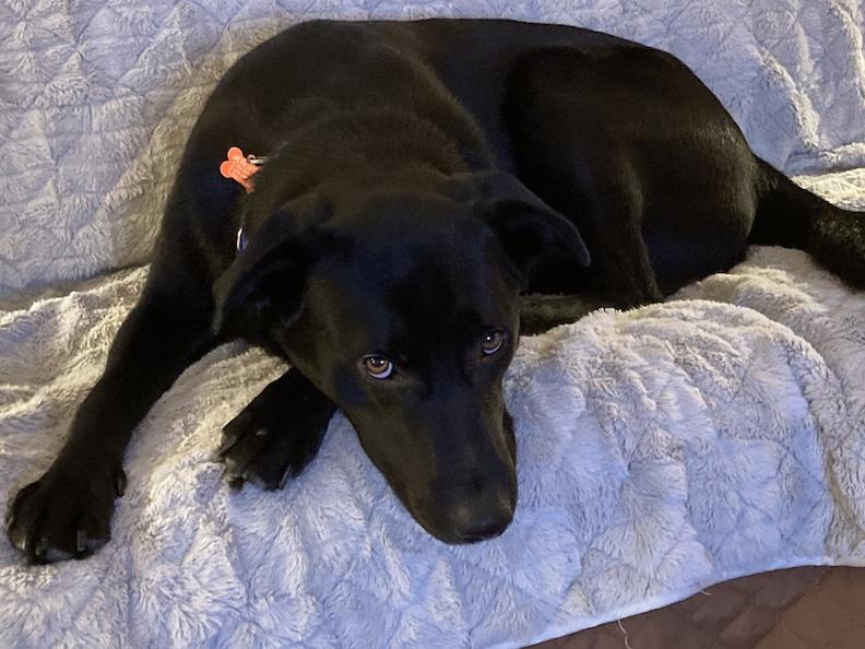 Arthur, a Adoptable Black Labrador Retriever in Medina, OH image 3/4