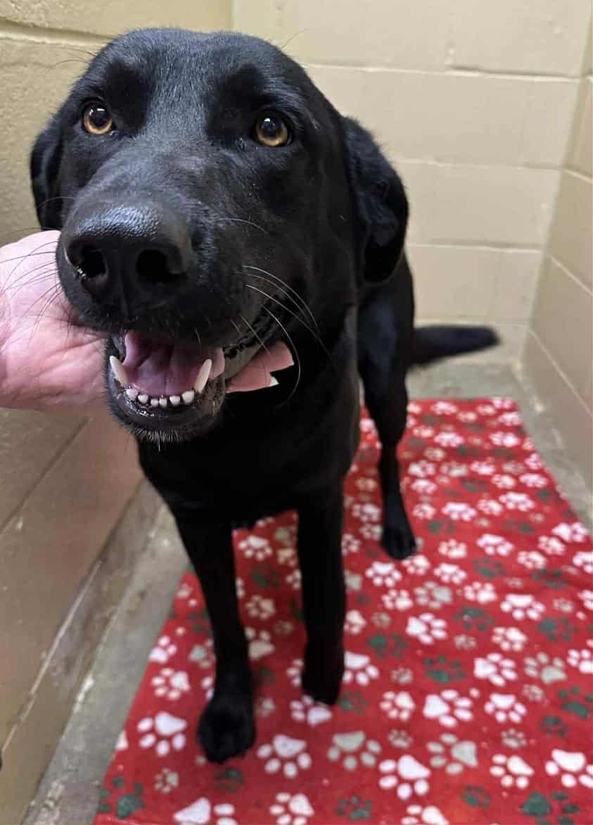 Arthur, a Adoptable Black Labrador Retriever in Medina, OH image 4/4