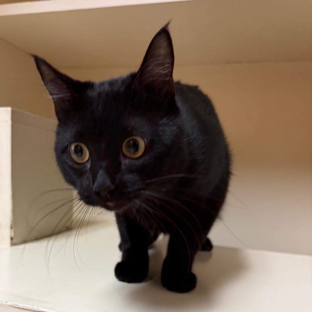 Toothless, ADOPTABLE, Adult Male Domestic Short Hair.