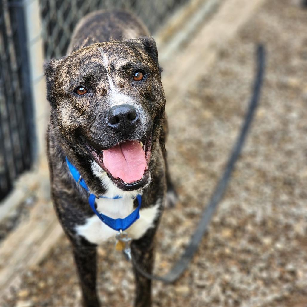 Enlarge Beavis, a Adoptable Mixed Breed in Auburn, AL image 1/6