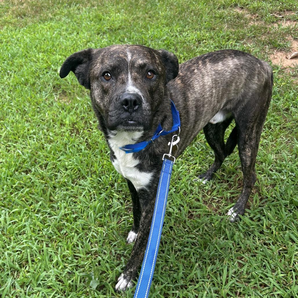 Enlarge Beavis, a Adoptable Mixed Breed in Auburn, AL image 2/6