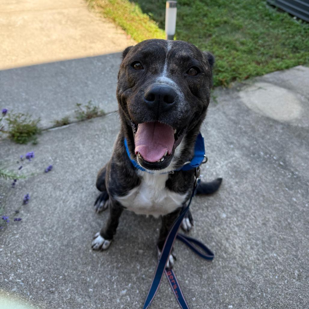Enlarge Beavis, a Adoptable Mixed Breed in Auburn, AL image 3/6