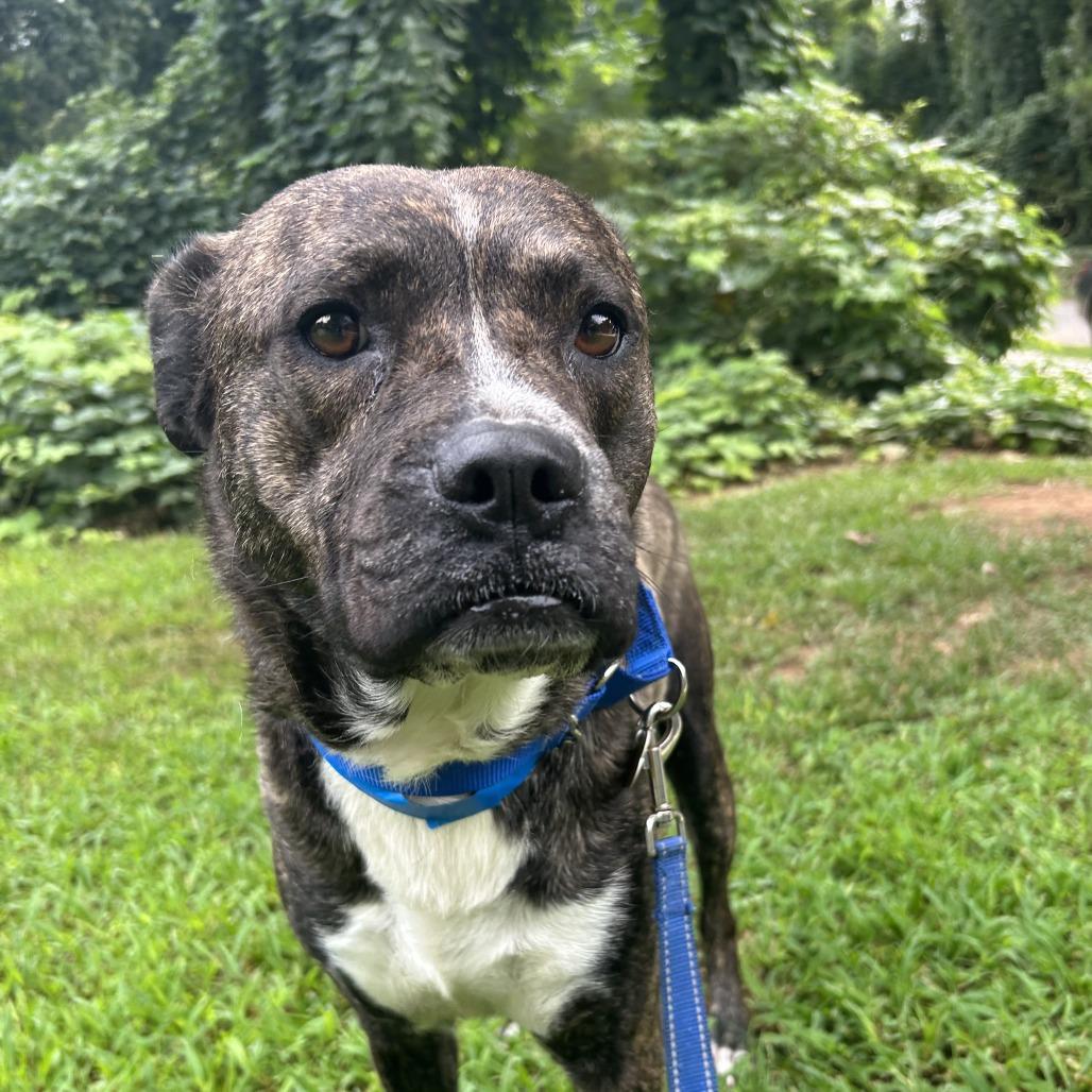 Enlarge Beavis, a Adoptable Mixed Breed in Auburn, AL image 4/6