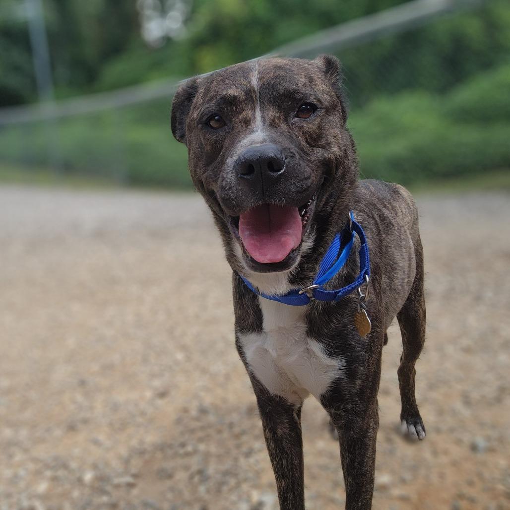 Enlarge Beavis, a Adoptable Mixed Breed in Auburn, AL image 6/6