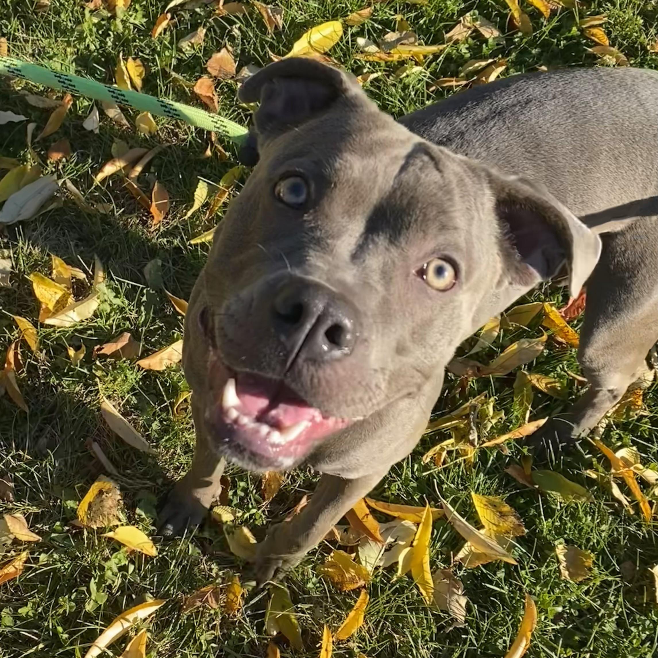 Enlarge Juniper, a Adoptable Pit Bull Terrier in Allegan, MI image 1/6