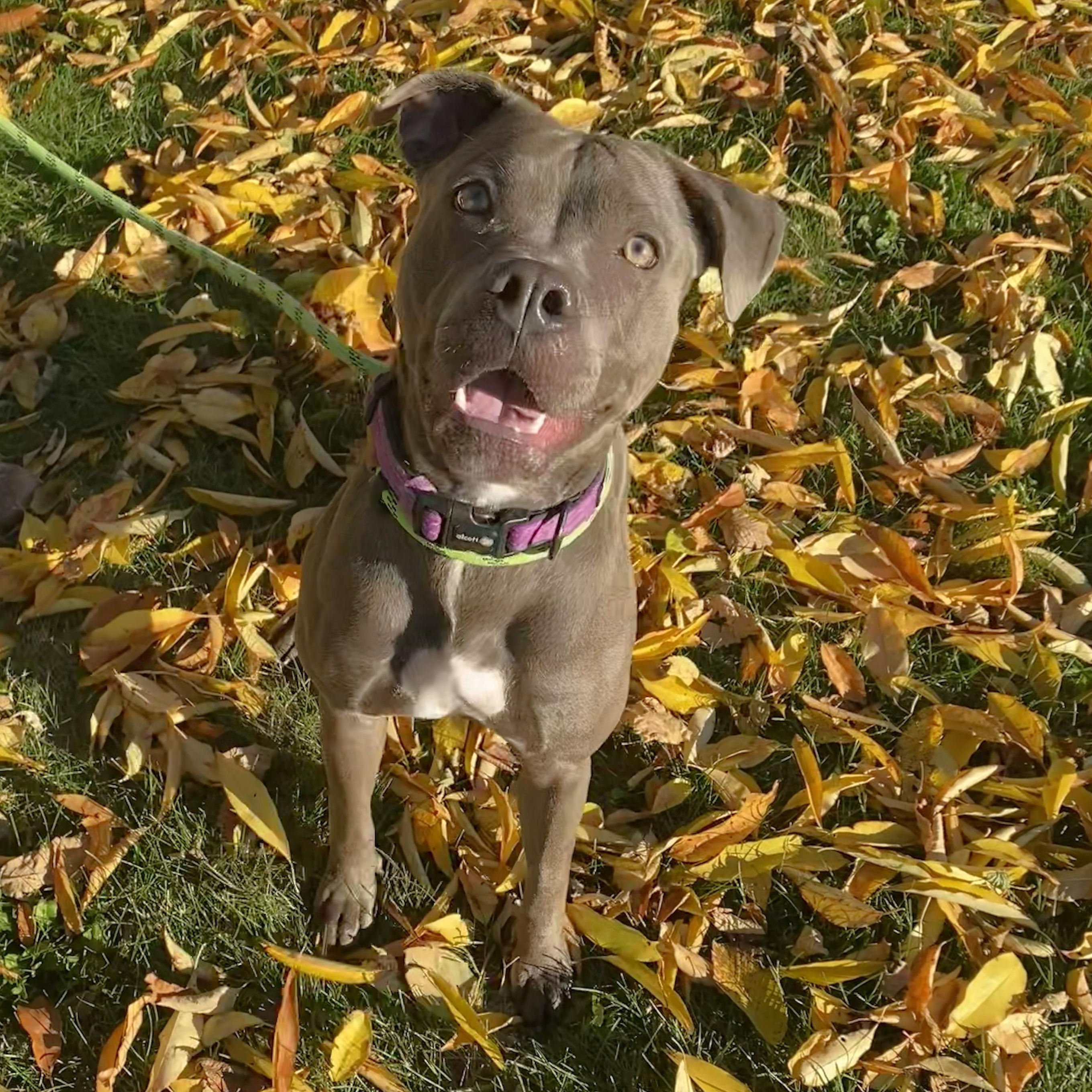Enlarge Juniper, a Adoptable Pit Bull Terrier in Allegan, MI image 5/6