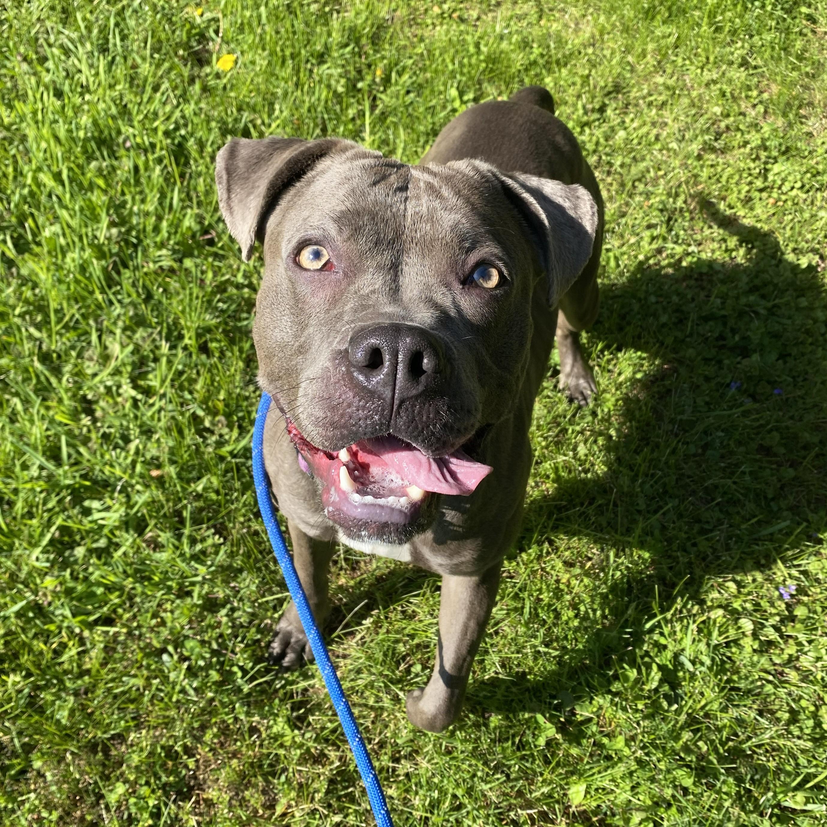 Enlarge Juniper, a Adoptable Pit Bull Terrier in Allegan, MI image 2/6