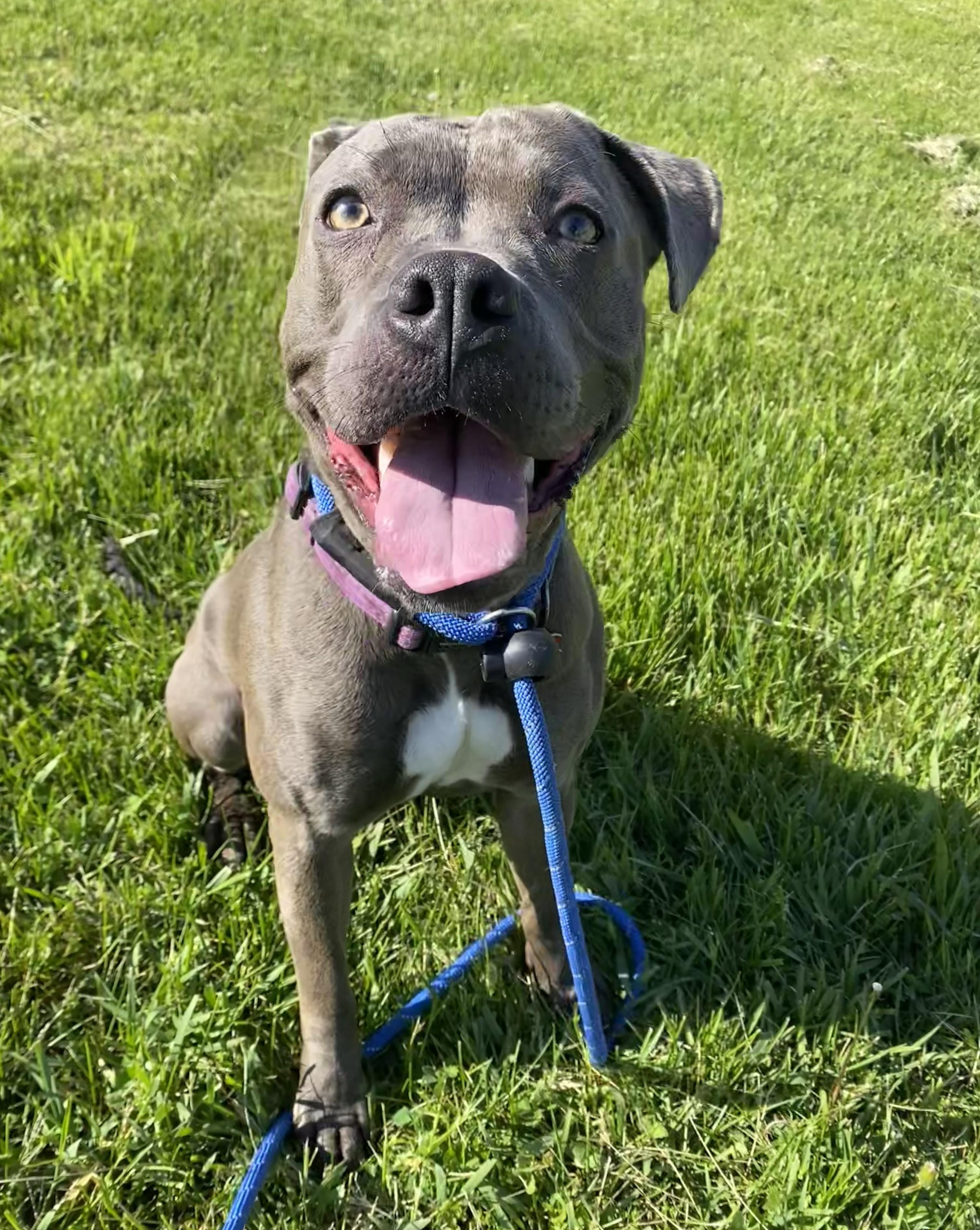 Enlarge Juniper, a Adoptable Pit Bull Terrier in Allegan, MI image 6/6
