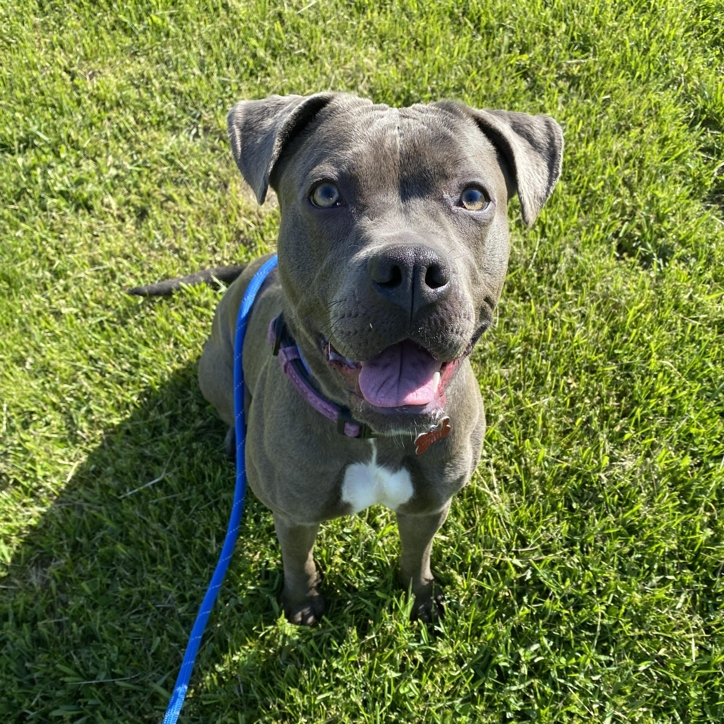Juniper, Adoptable, Young Female Pit Bull Terrier.