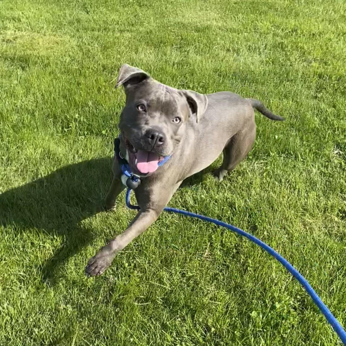 Enlarge Juniper, a Adoptable Pit Bull Terrier in Allegan, MI image 5/6