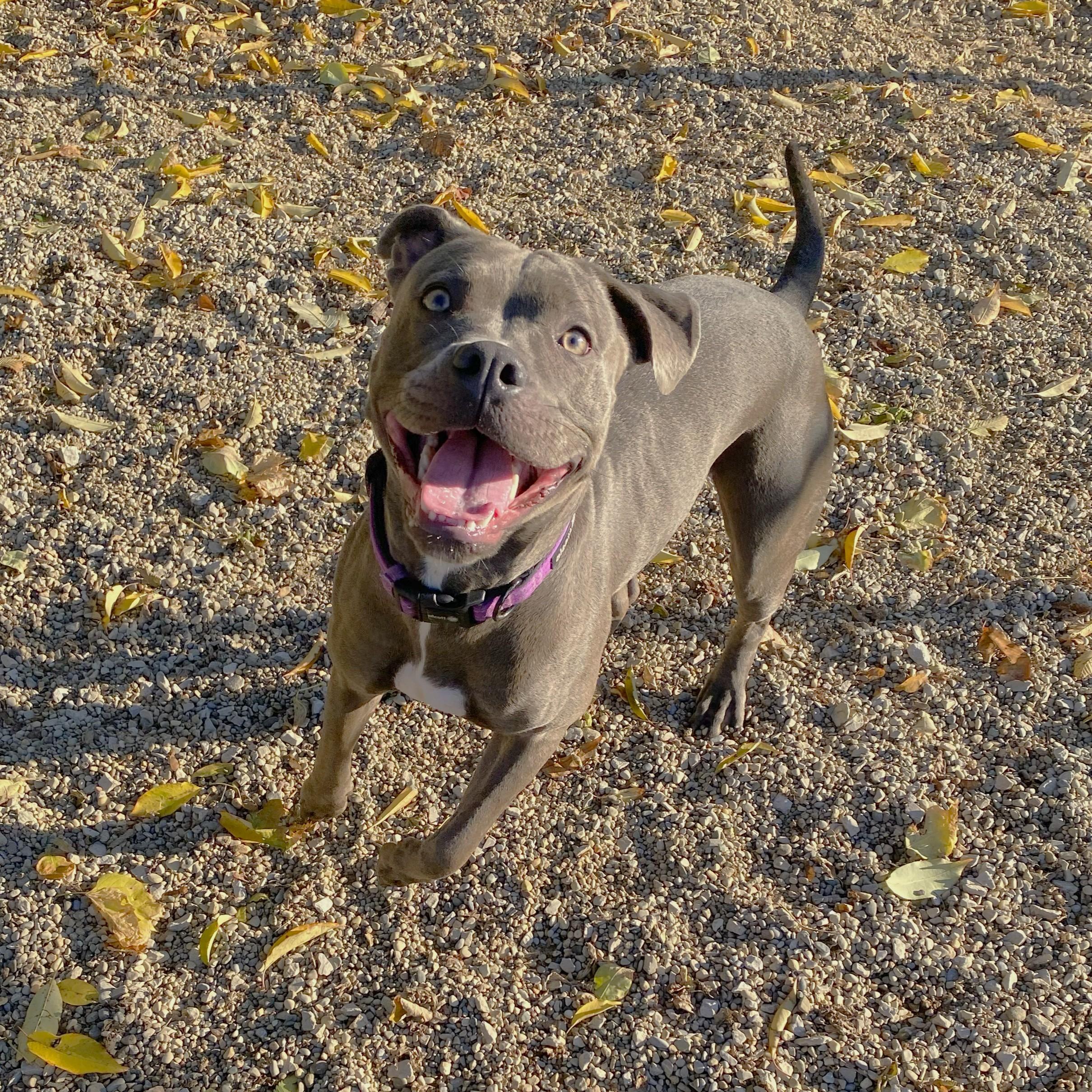 Enlarge Juniper, a Adoptable Pit Bull Terrier in Allegan, MI image 4/6