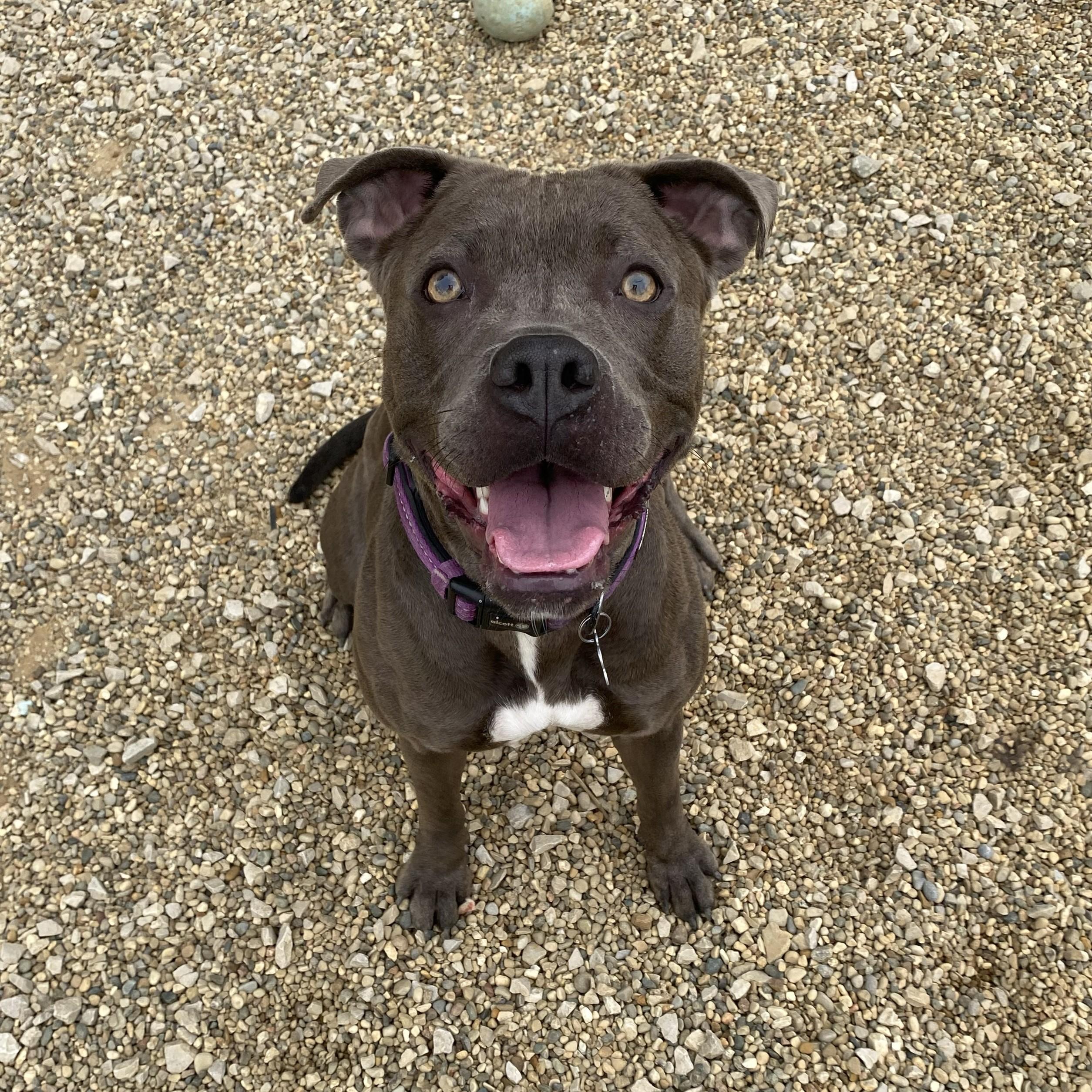 Enlarge Juniper, a Adoptable Pit Bull Terrier in Allegan, MI image 6/6