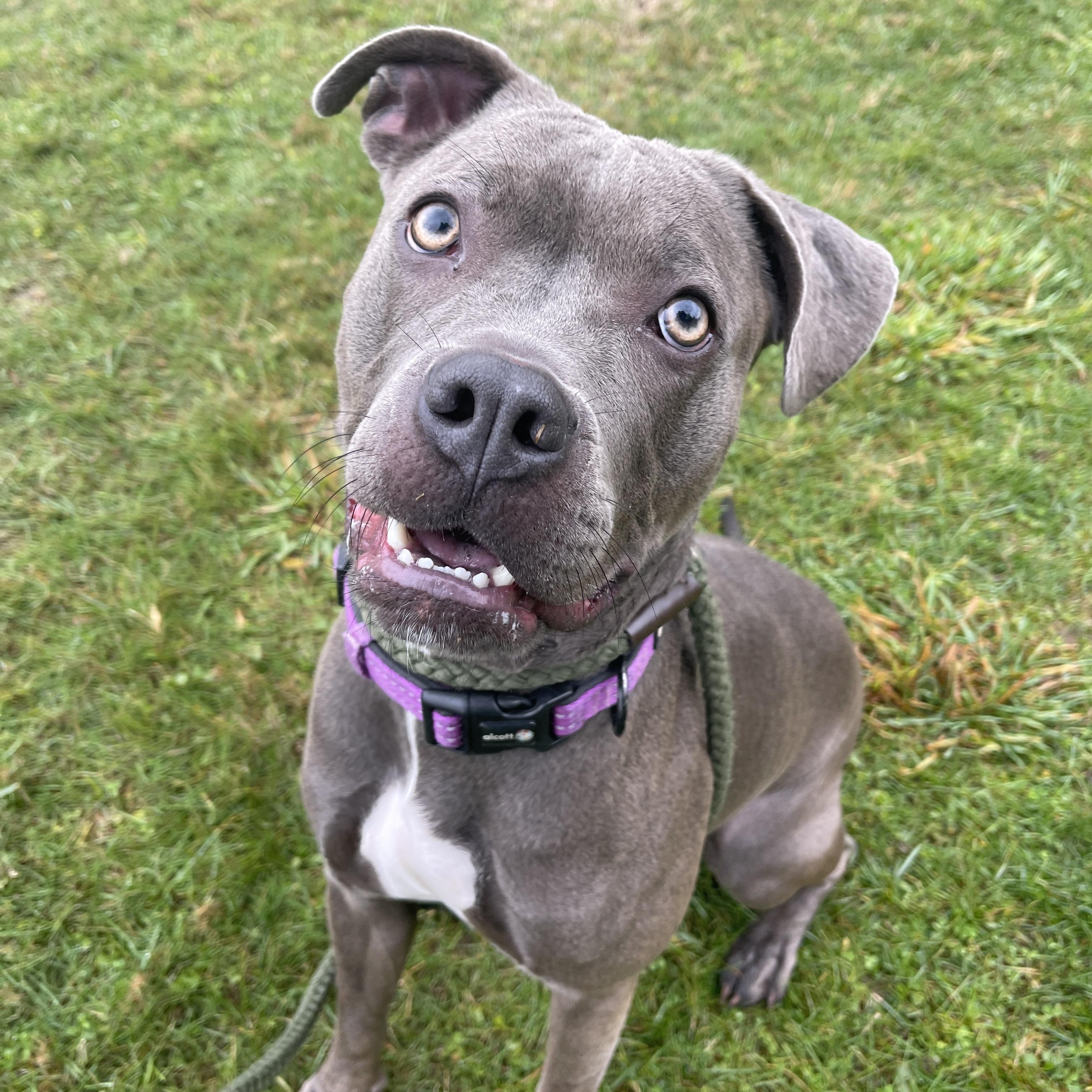 Enlarge Juniper, a Adoptable Pit Bull Terrier in Allegan, MI image 3/6
