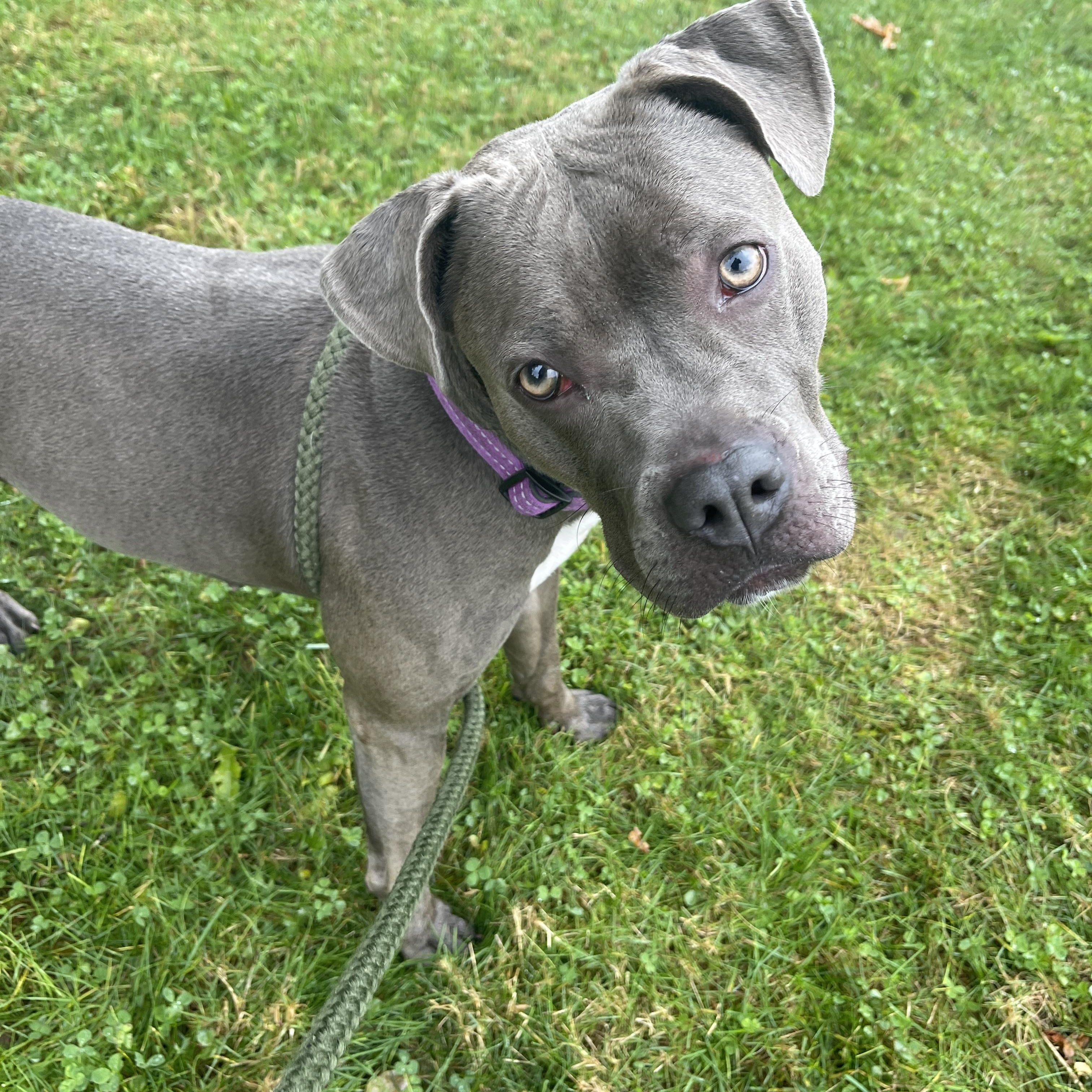 Enlarge Juniper, a Adoptable Pit Bull Terrier in Allegan, MI image 2/6