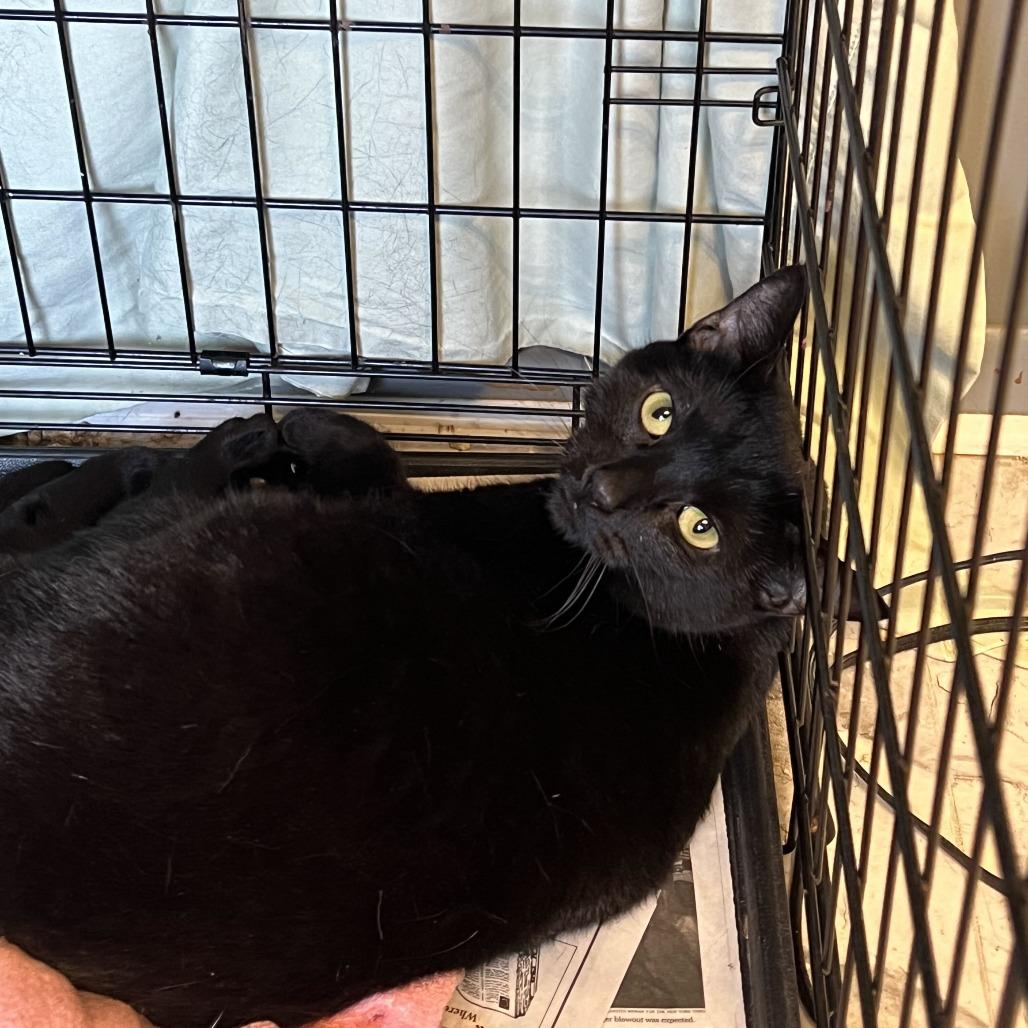 Dante, Adoptable, Adult Male Domestic Short Hair.