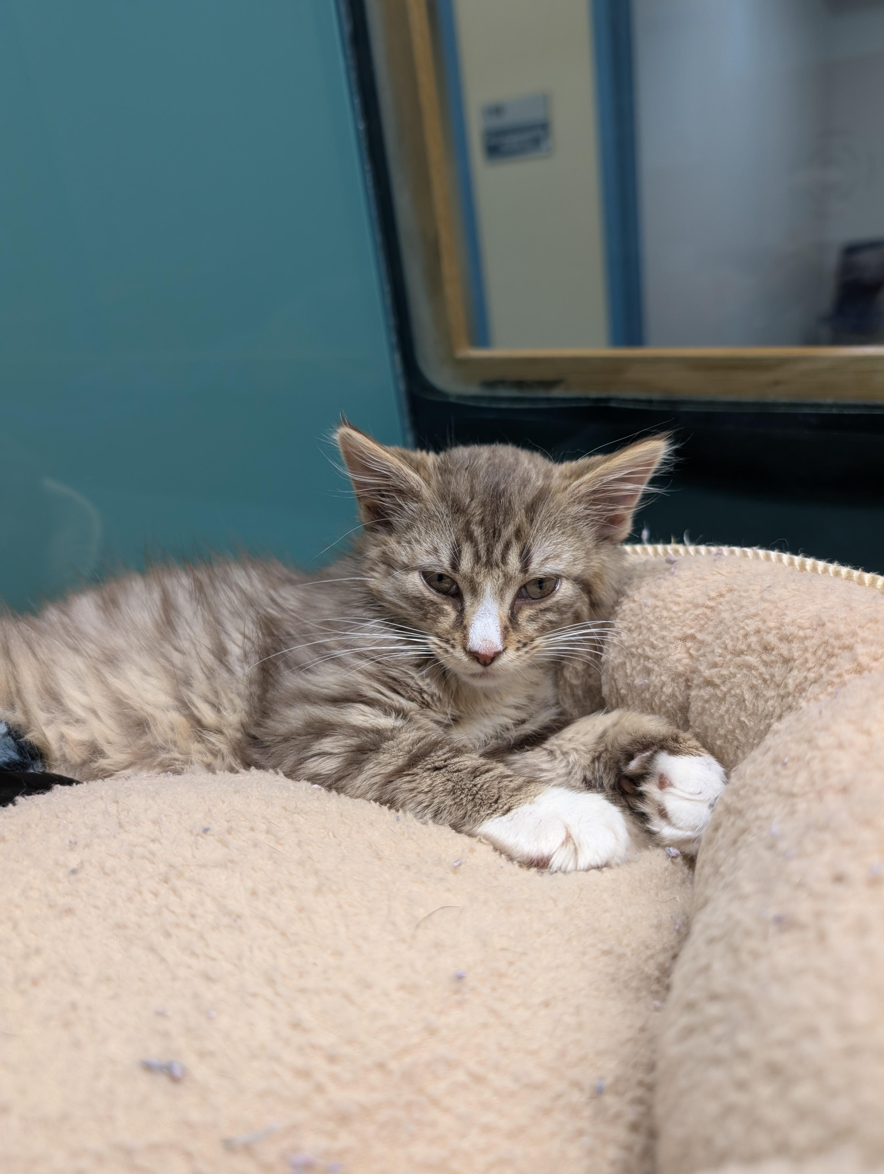 Calipso, ADOPTABLE, Kitten Female Domestic Medium Hair.