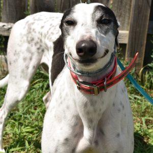ROUGAROU, Adoptable, Adult Female Greyhound.