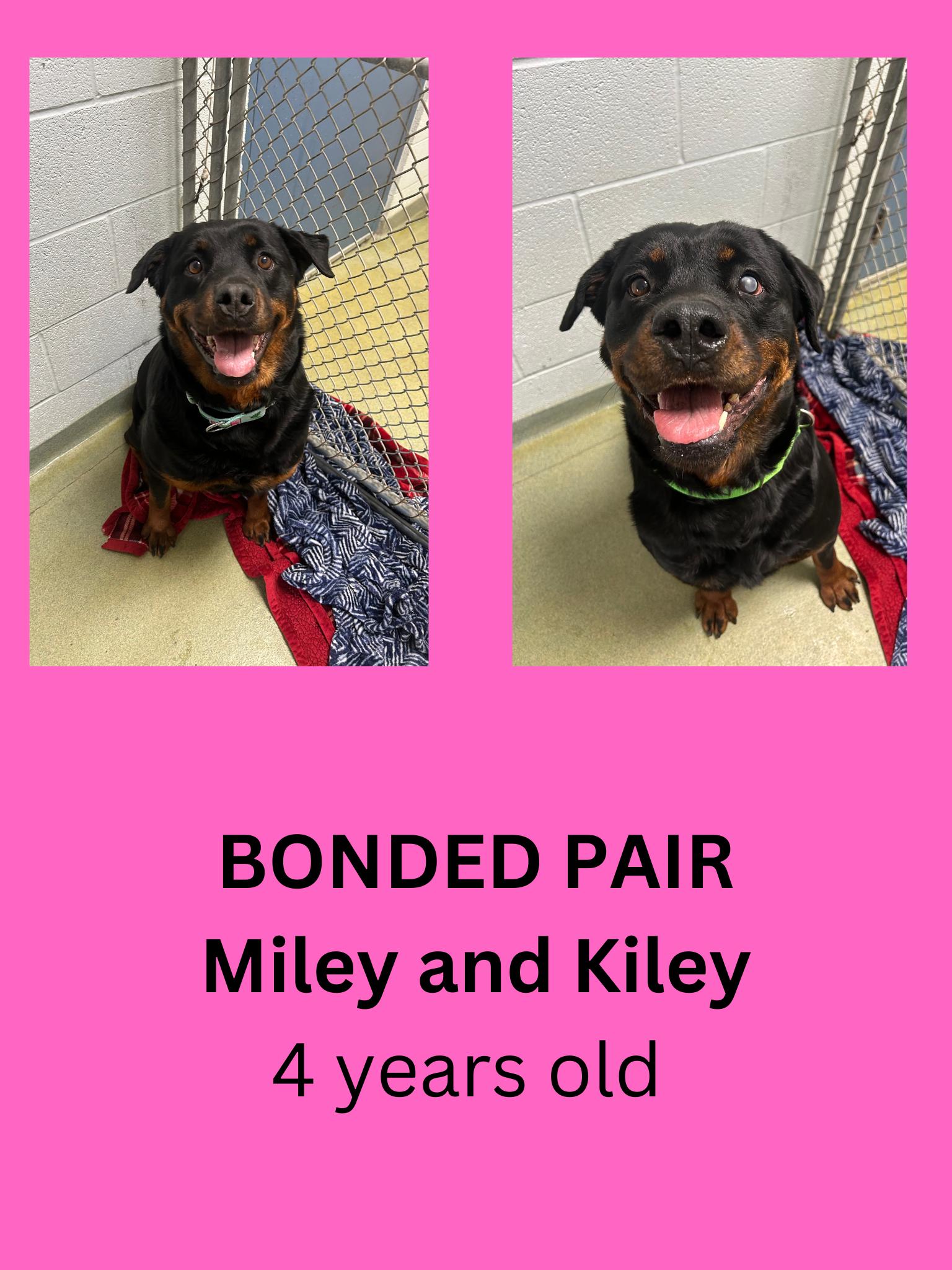 Enlarge Miley and Kiley, a ADOPTABLE mixed breed in Ravenna, OH image 1/1