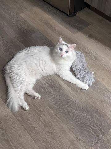 Nefertiti Queen Of Hearts