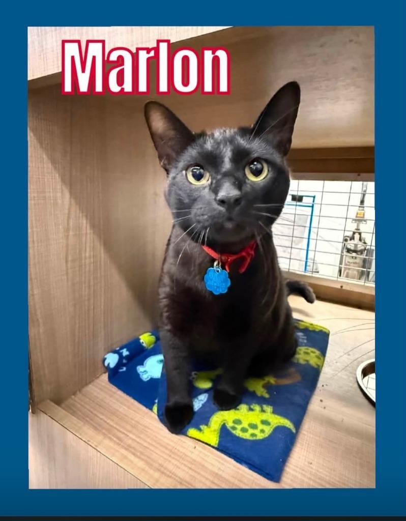 Enlarge Marlon (Sparky), a Adoptable mixed breed in Bossier City, LA image 2/3