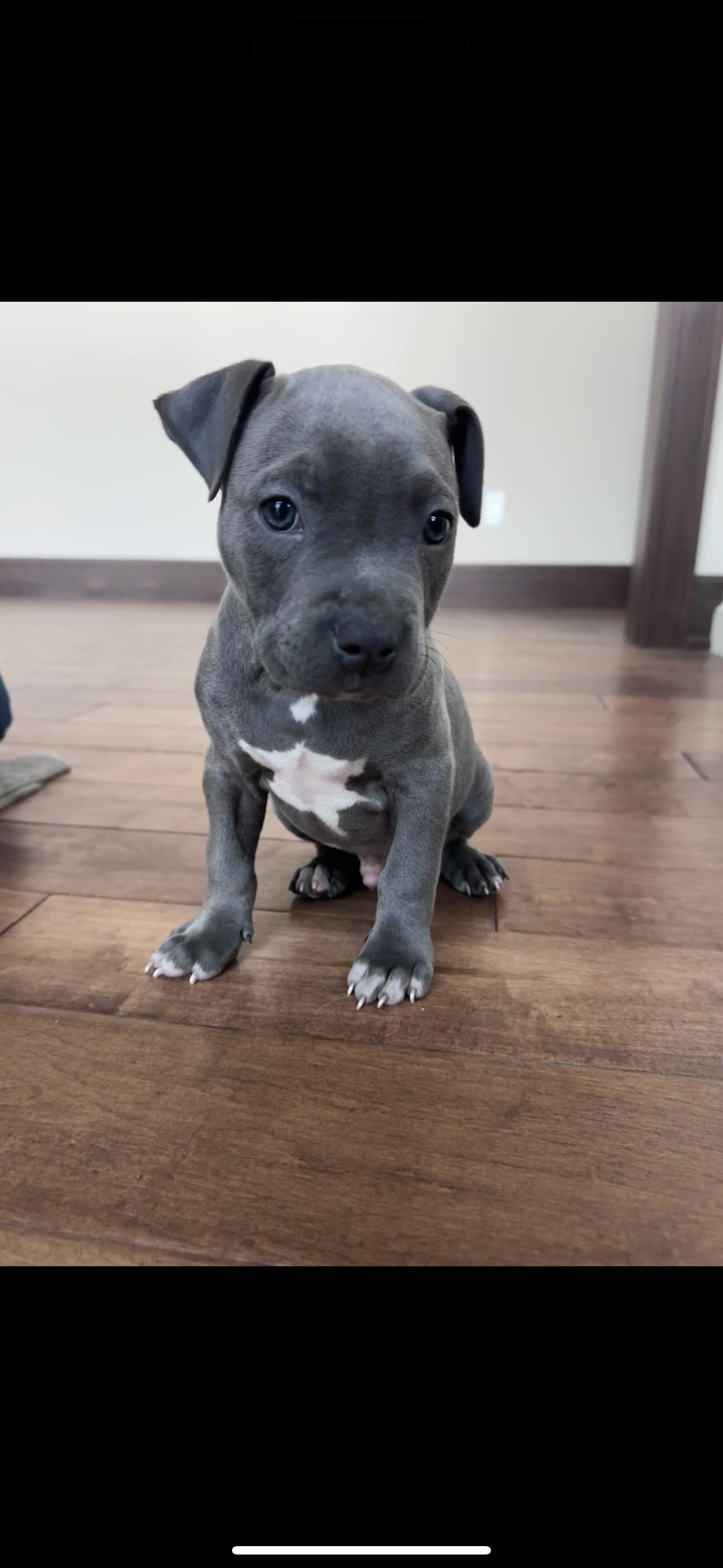 Maeve, Adopted, Young Male Pit Bull Terrier & American Staffordshire Terrier.