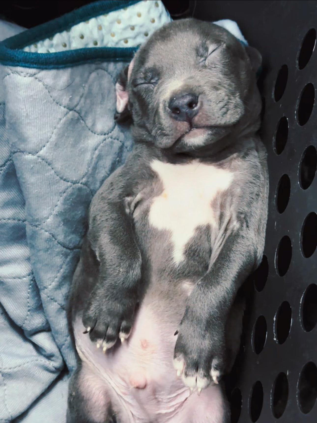 Enlarge Maeve, a Adopted mixed breed in Troy, MI image 2/5