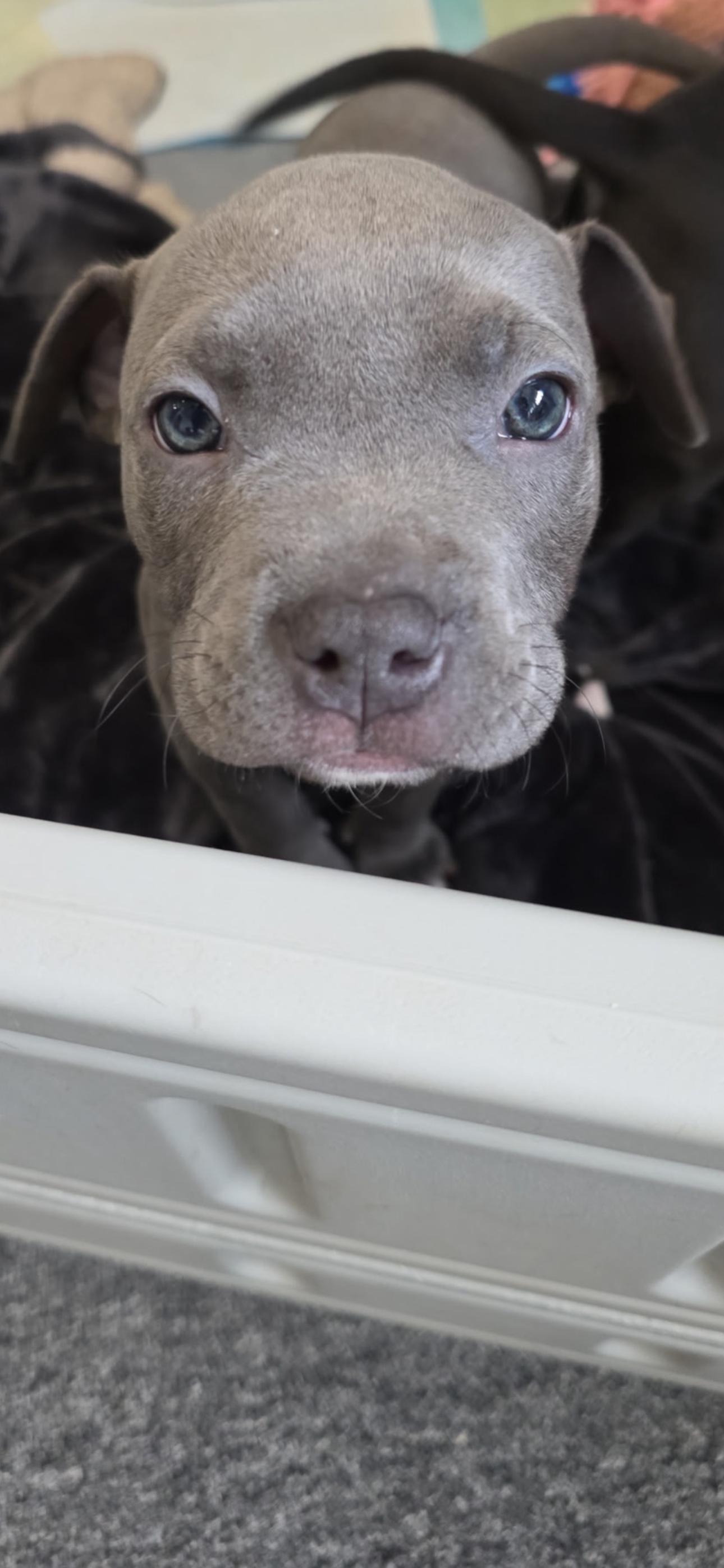 Enlarge Maeve, a Adopted mixed breed in Troy, MI image 4/5