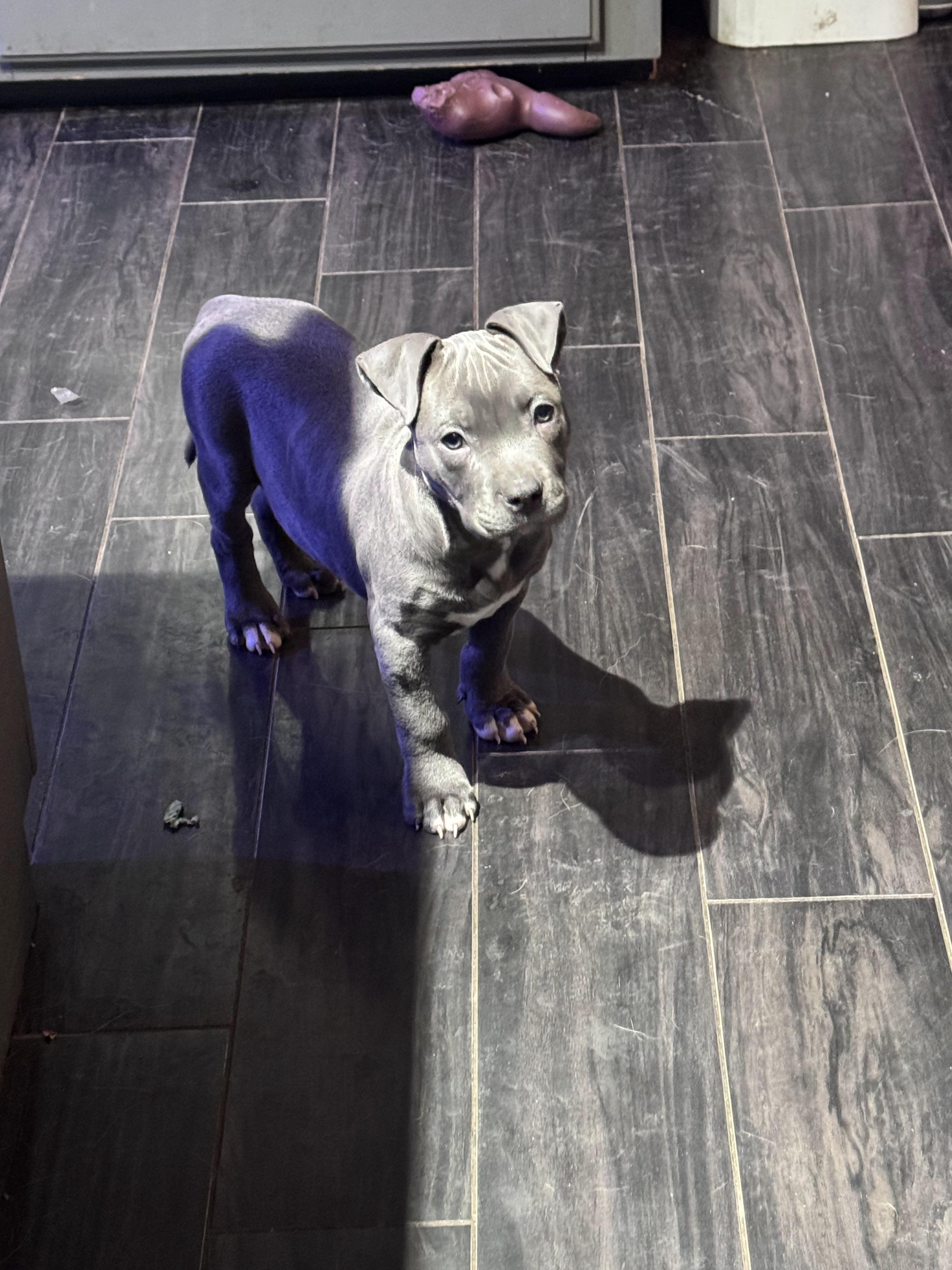 Enlarge Maeve, a Adopted mixed breed in Troy, MI image 5/5