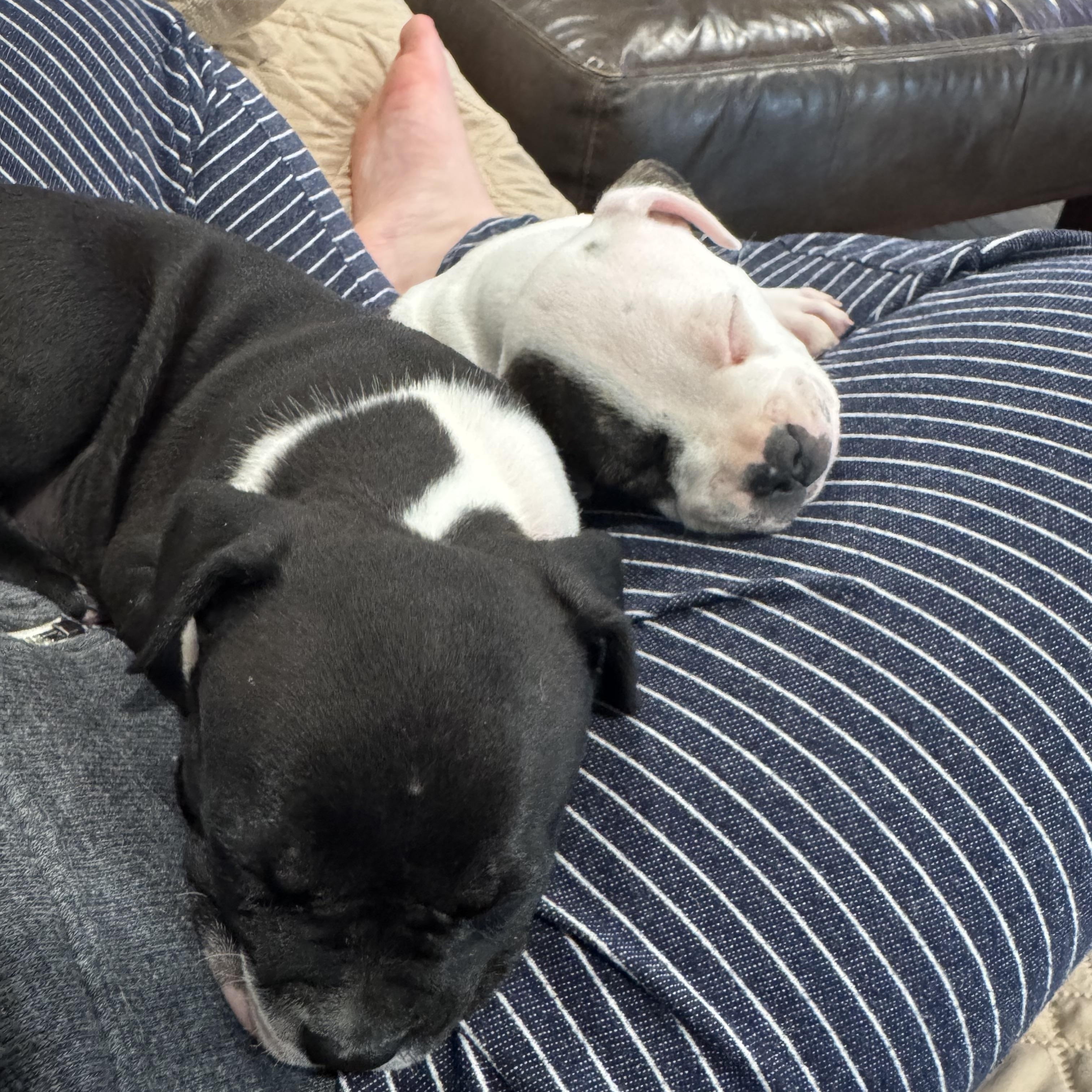 Enlarge Jay, an adopted mixed breed in roseville, CA image 4/4