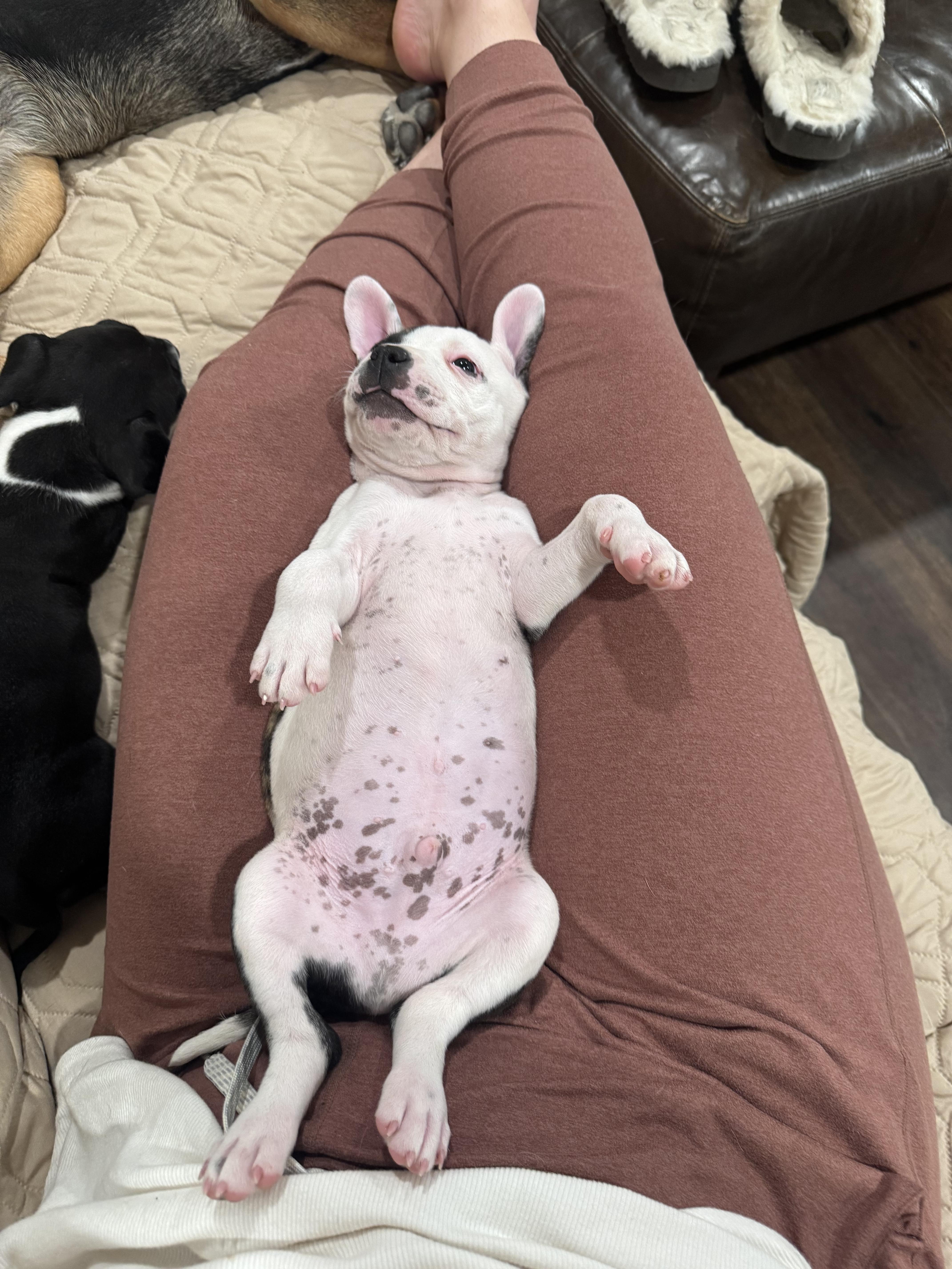 Enlarge Jay, an adopted mixed breed in roseville, CA image 3/4