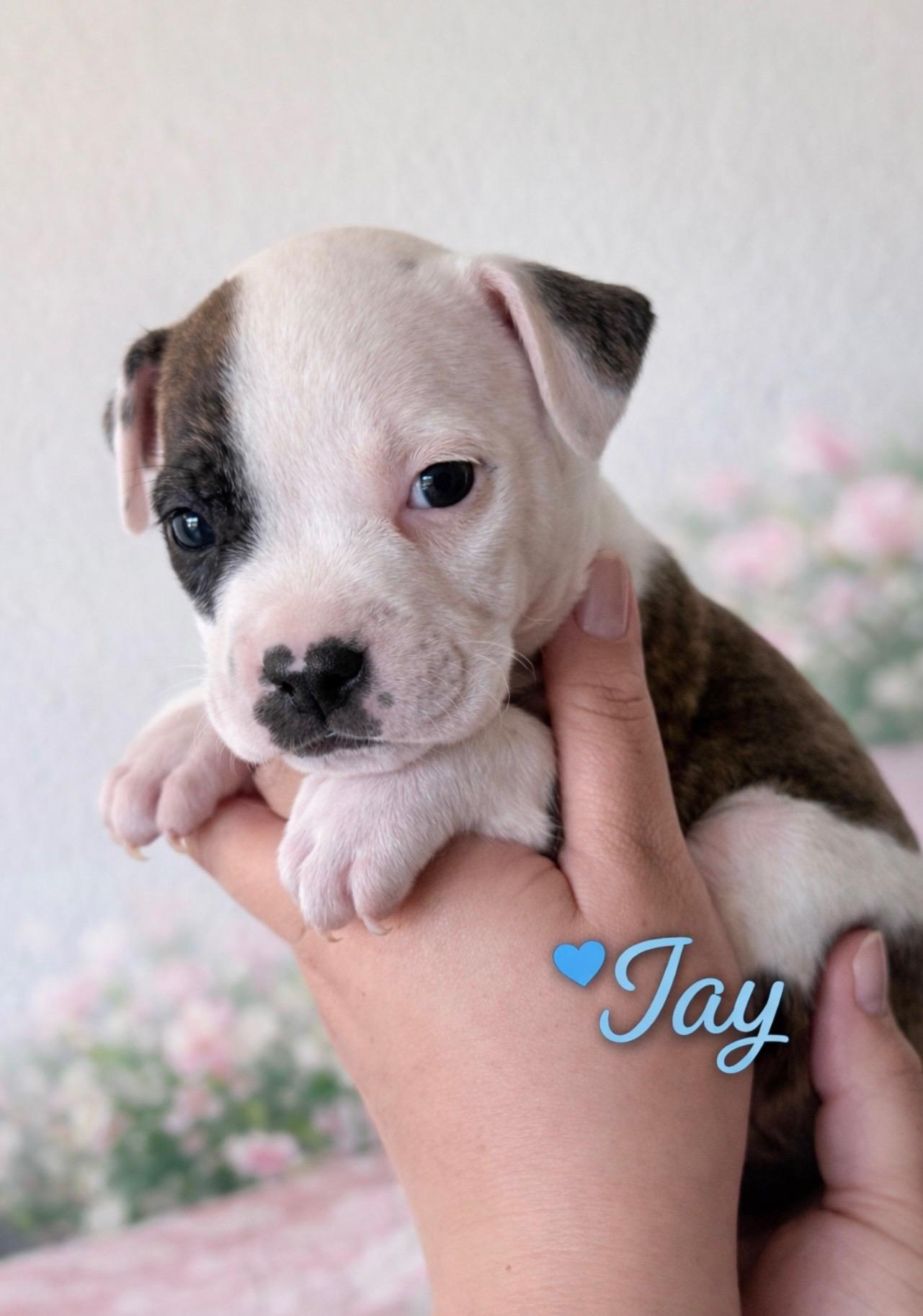 Enlarge Jay, an adopted mixed breed in roseville, CA image 1/4