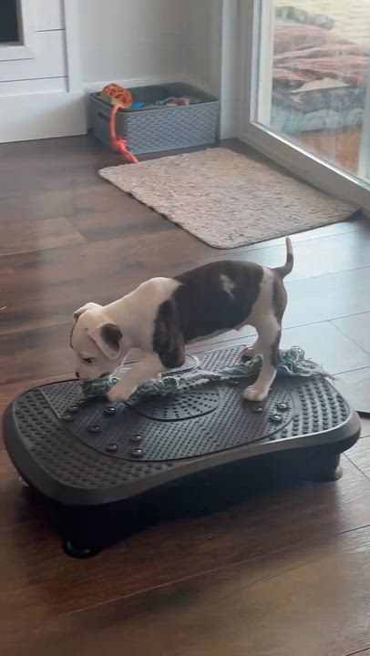 Enlarge Jay, an adopted mixed breed in roseville, CA video 2/4