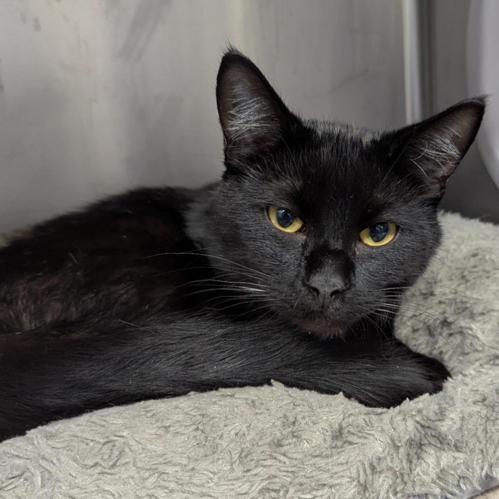 Enlarge Onyx, a Adoptable mixed breed in Aberdeen, WA image 1/1