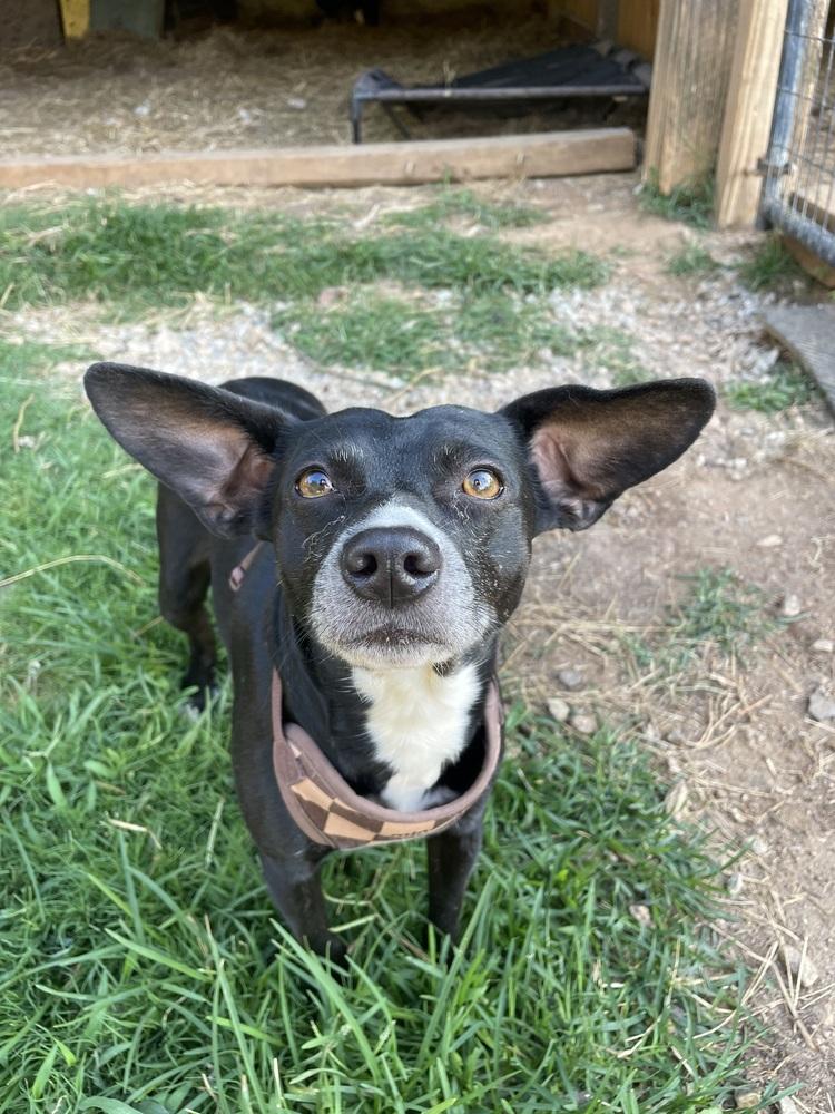 Enlarge Taz, a Adoptable mixed breed in Newnan, GA image 1/3