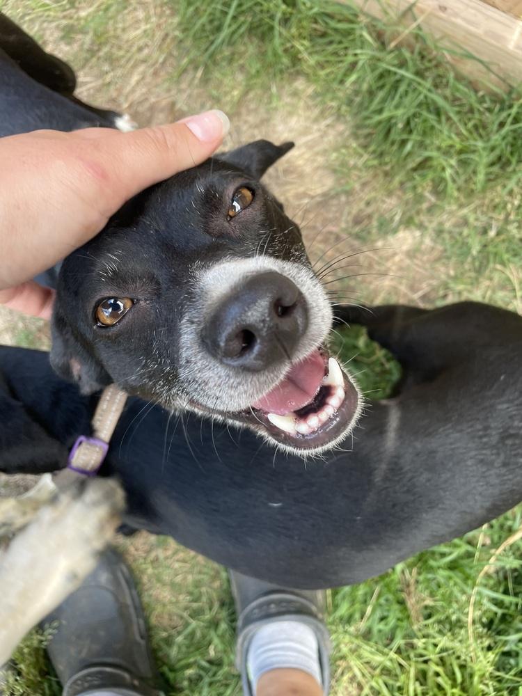 Enlarge Taz, a Adoptable mixed breed in Newnan, GA image 2/3