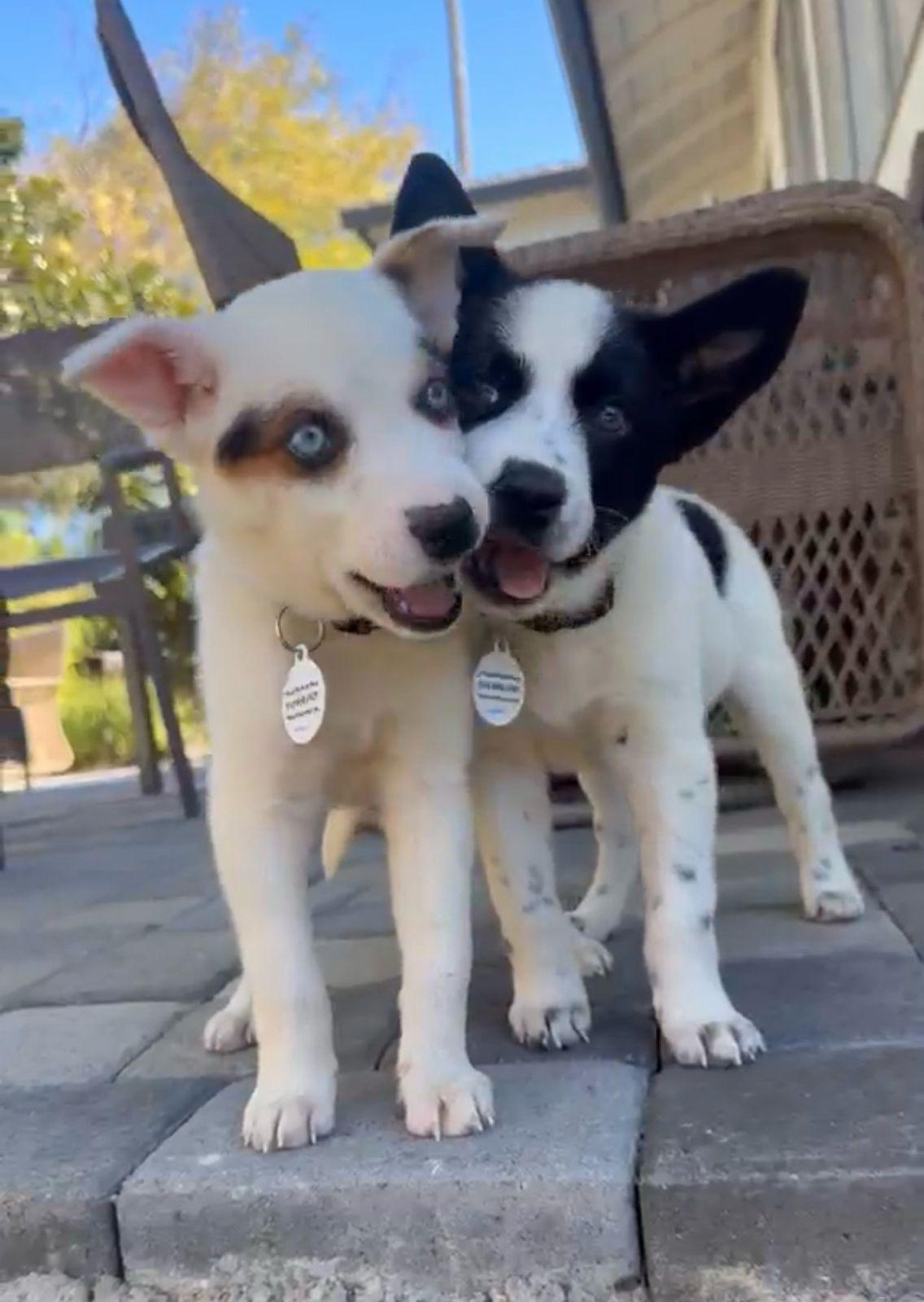 Enlarge Paige, a Adoptable Australian Cattle Dog / Blue Heeler in Los Angeles, CA image 6/6