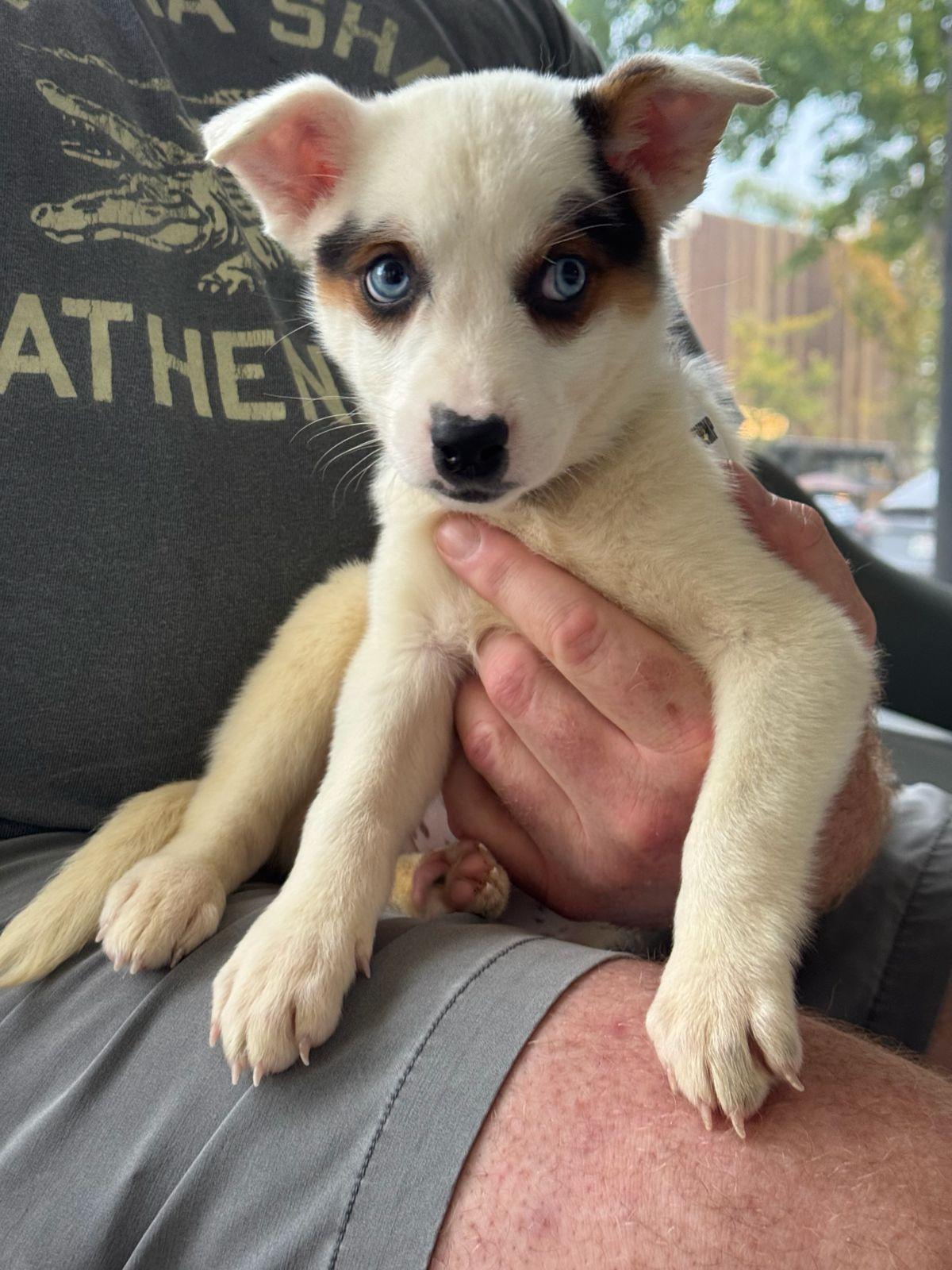 Enlarge Paige, a Adoptable Australian Cattle Dog / Blue Heeler in Los Angeles, CA image 5/6