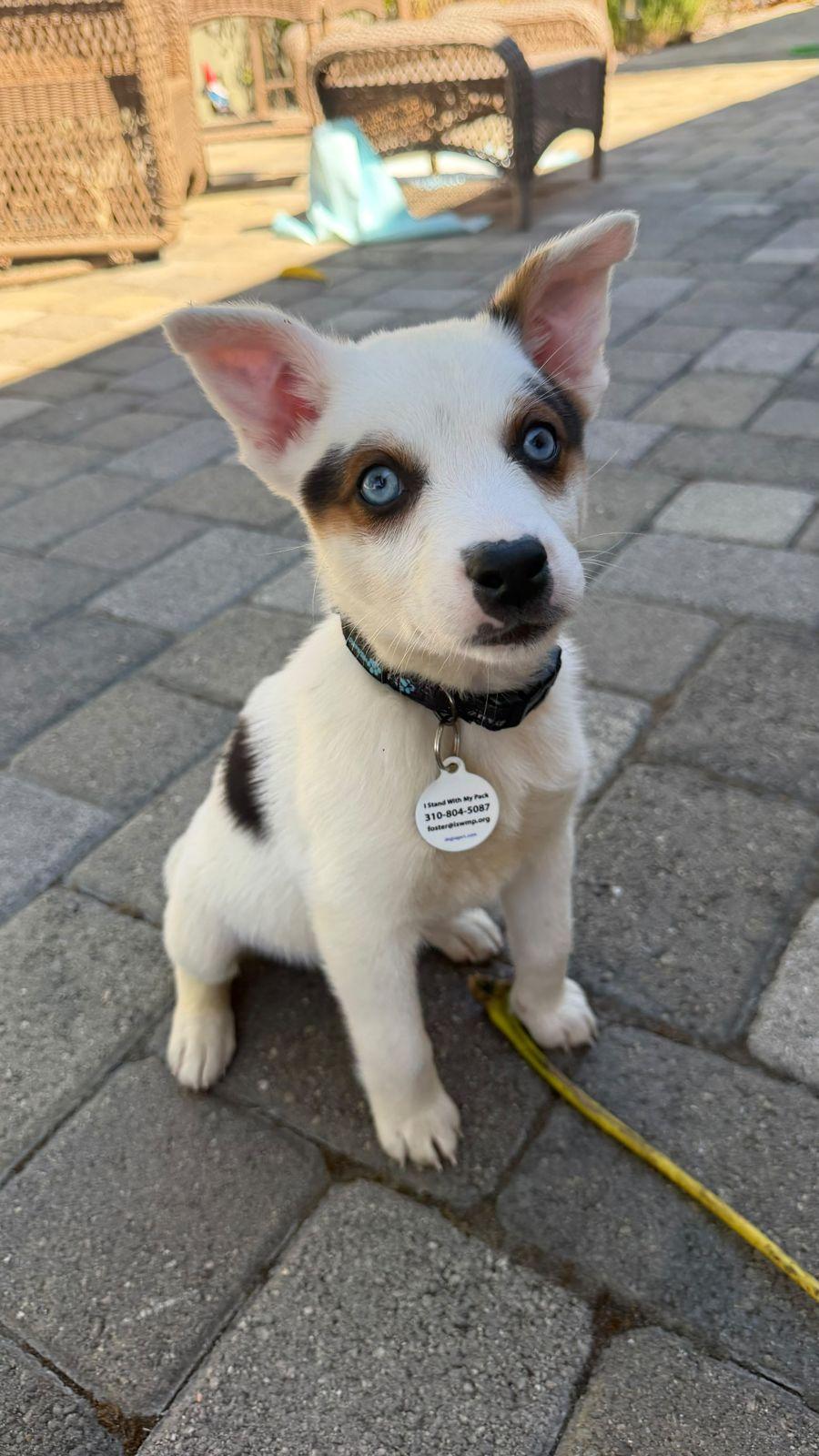 Paige, Adoptable, Puppy Female Australian Cattle Dog / Blue Heeler.