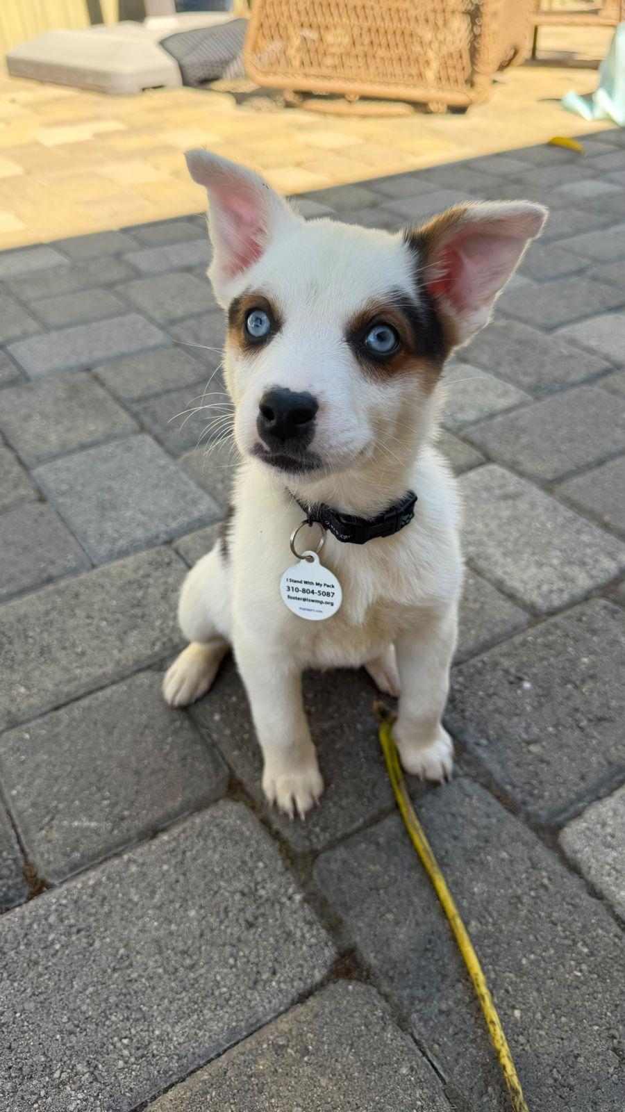 Enlarge Paige, a Adoptable Australian Cattle Dog / Blue Heeler in Los Angeles, CA image 4/6