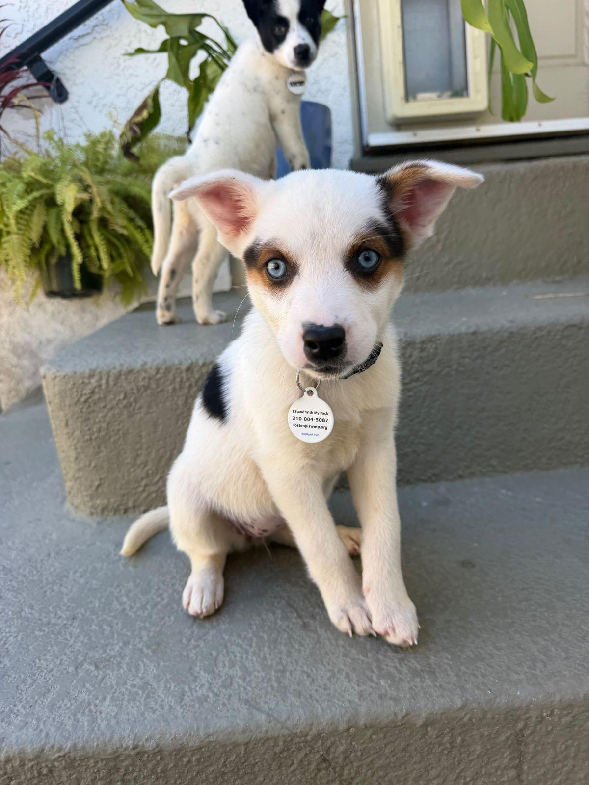 Enlarge Paige, a Adoptable Australian Cattle Dog / Blue Heeler in Los Angeles, CA image 2/6