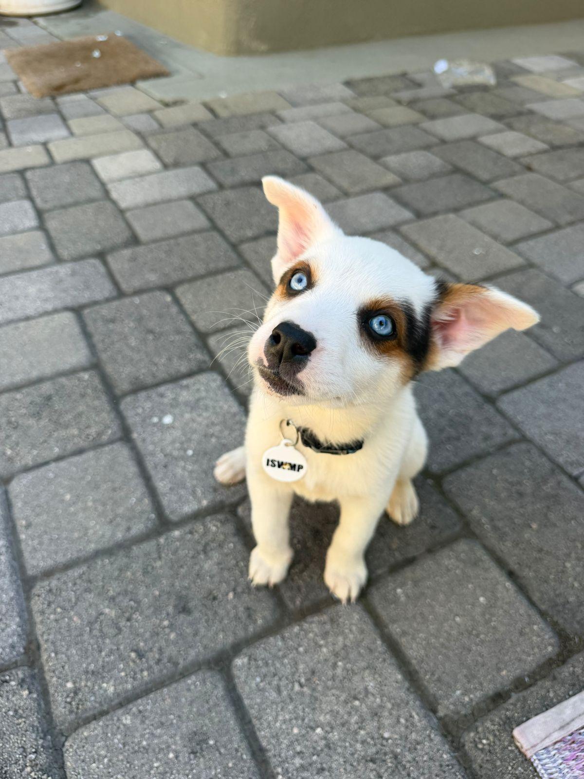 Enlarge Paige, a Adoptable Australian Cattle Dog / Blue Heeler in Los Angeles, CA image 3/6