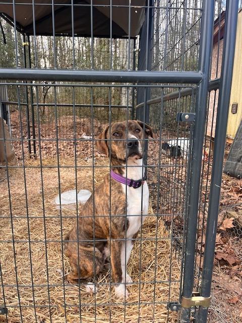 Rascal (Courtesy Post), Adoptable, Adult Male Boxer.