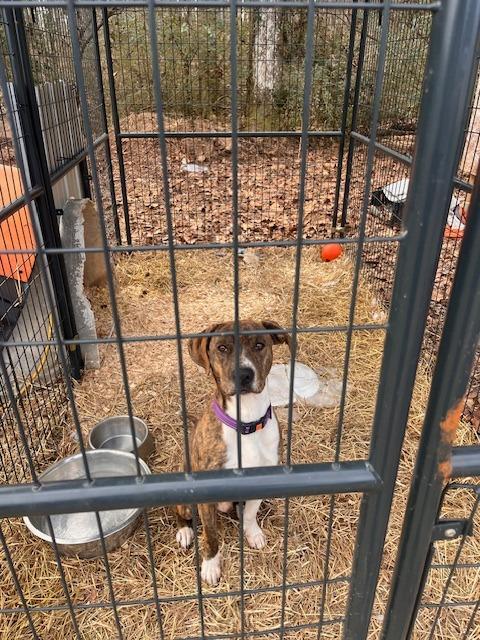 Enlarge Rascal (Courtesy Post), a Adoptable Boxer in Rutherfordton, NC image 2/3